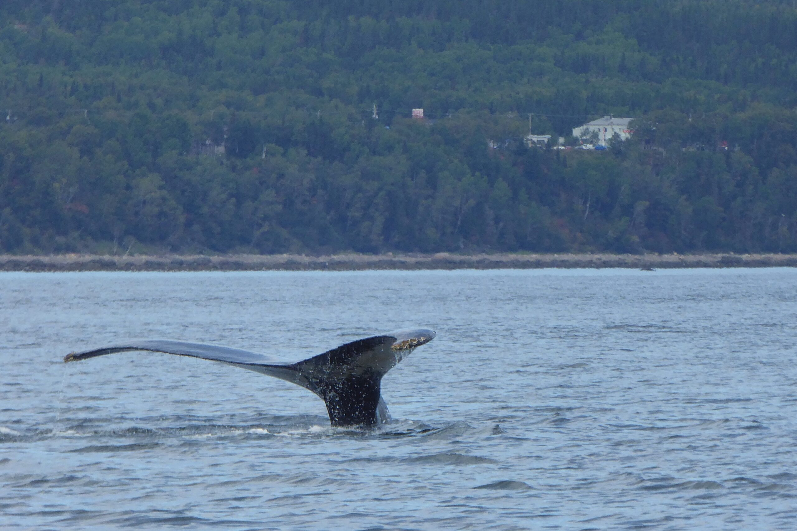 ment du Québec Nageoire caudale d'une baleine à bosse plongeant dans le Saint-Laurent au Québec — photo NaturElfes