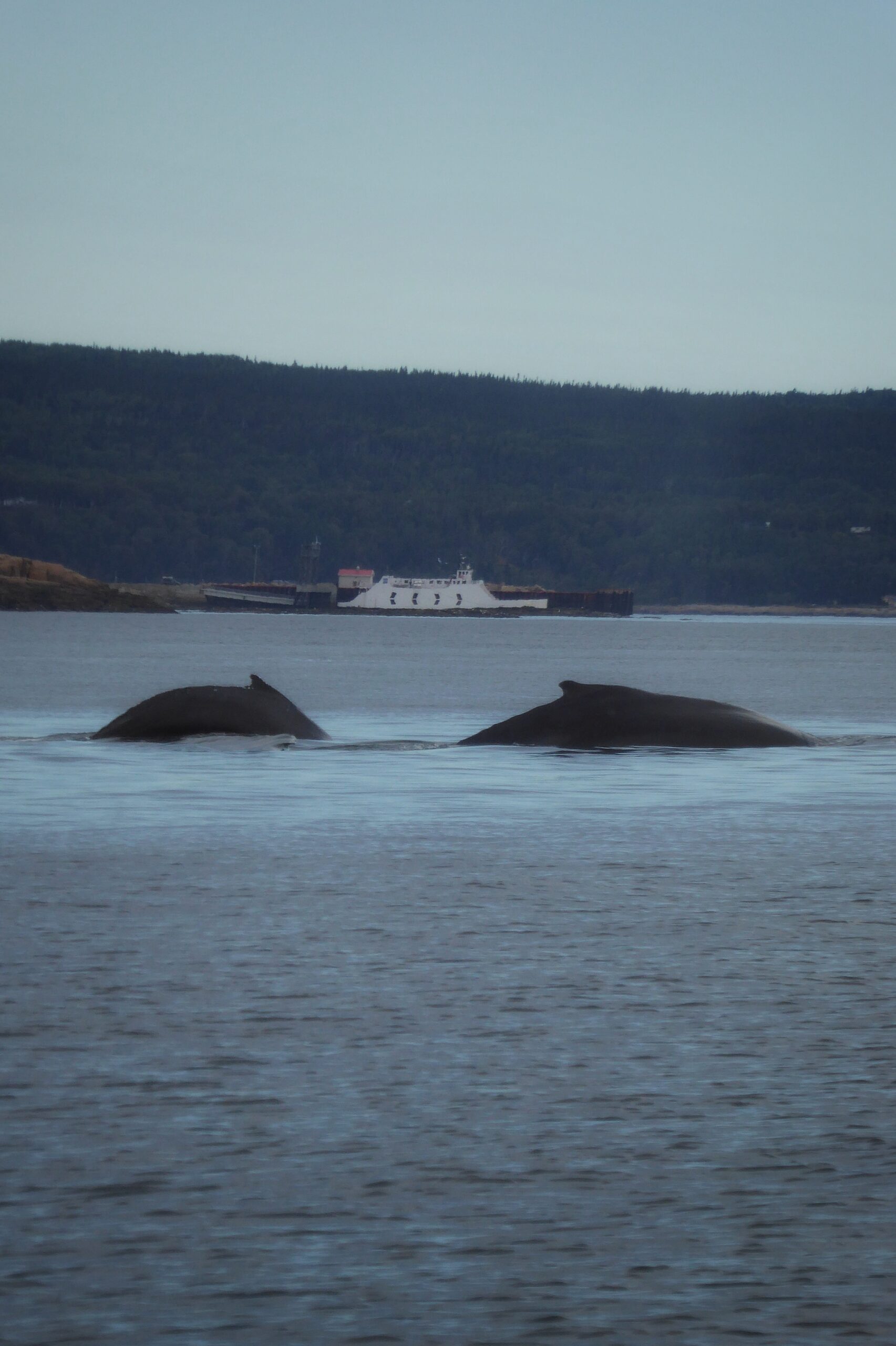 Deux baleines à bosse dans le Saint-Laurent avec ferry en arrière-plan — Québec Deux baleines à bosse nageant dans le Saint-Laurent avec un ferry en arrière-plan au Québec — photo NaturElfes