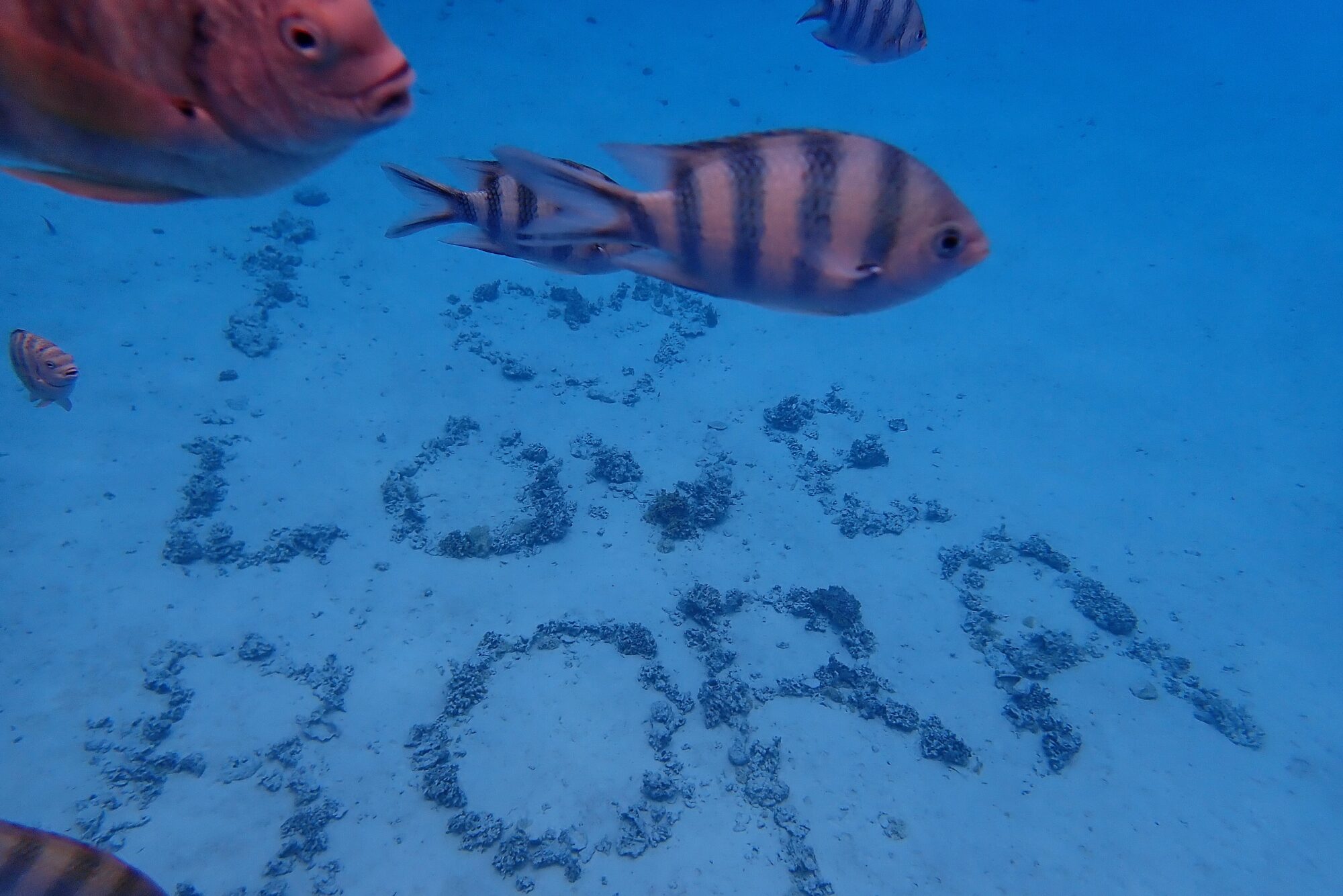 "I Love Bora" inscrit au fond du lagon — snorkeling Bora Bora, Polynésie française Inscription "I Love Bora" formée avec des rochers au fond du lagon de Bora Bora avec des poissons tropicaux nageant autour, Polynésie française