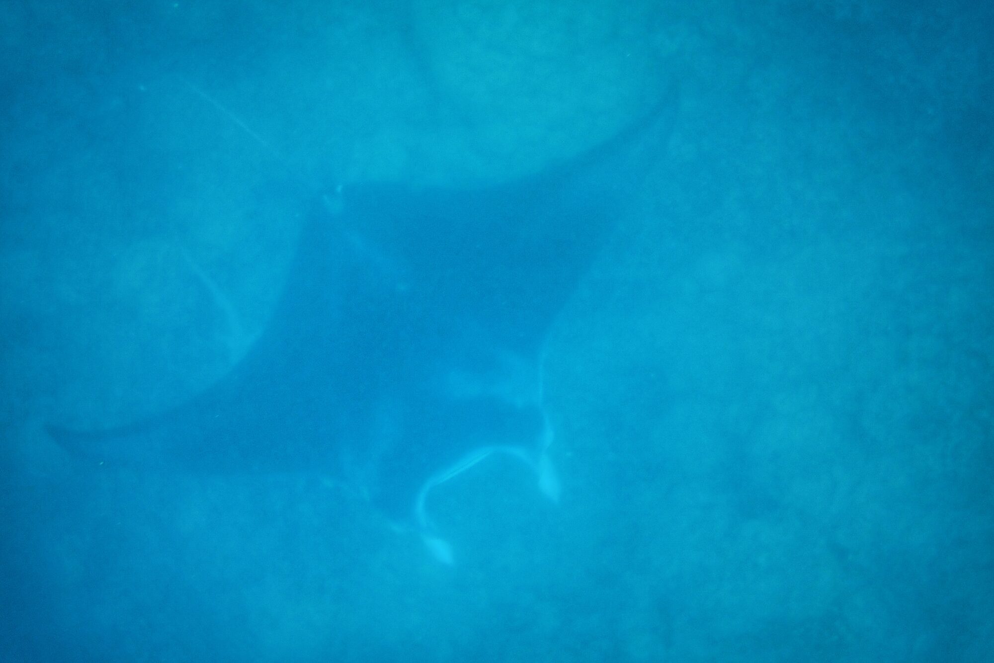 Raie manta dans les eaux bleues de Bora Bora — snorkeling Polynésie française Raie manta en profondeur dans les eaux bleues du lagon de Bora Bora lors du snorkeling avec Reef Discovery, Polynésie française