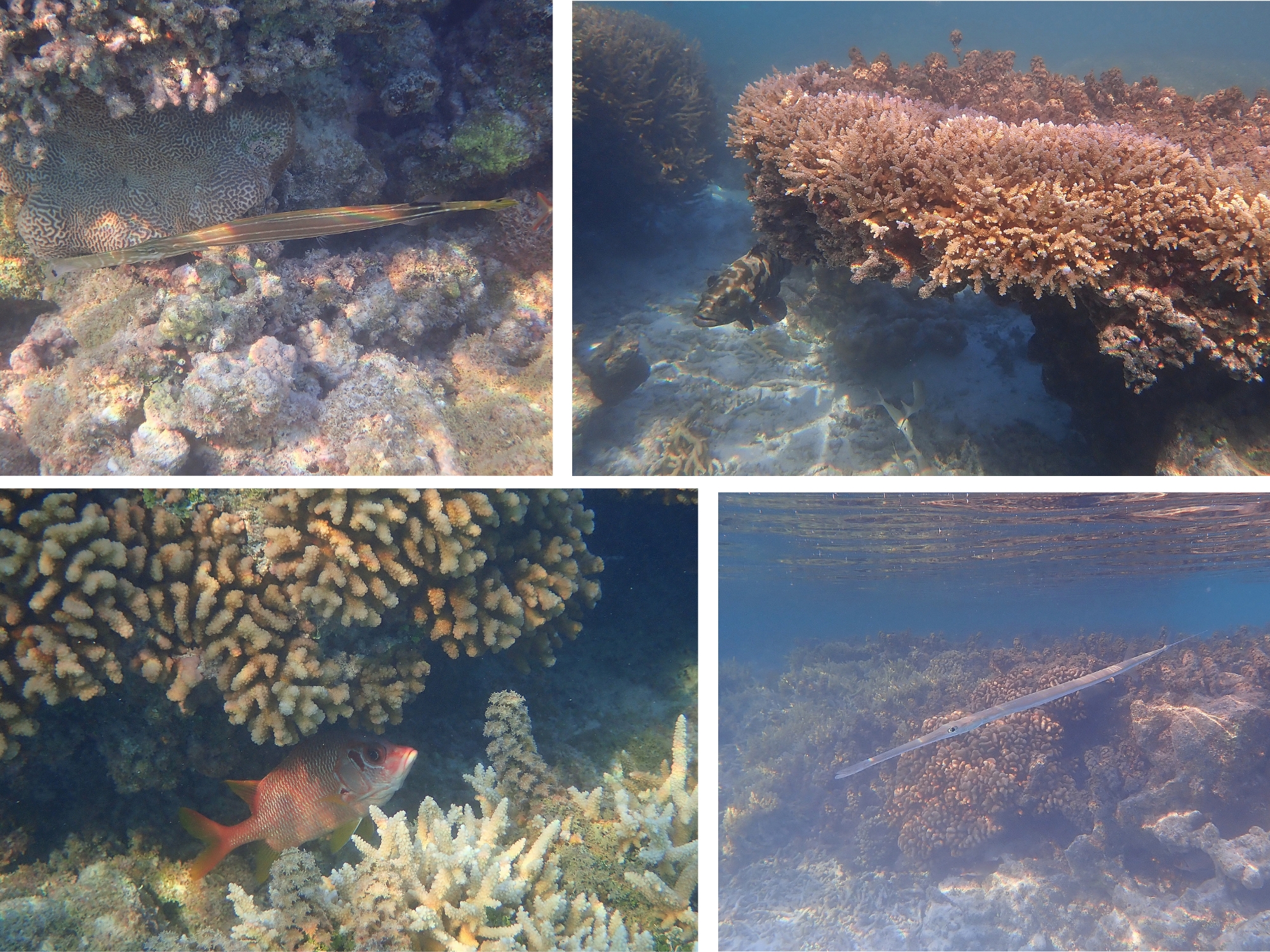 Snorkeling Fakarava Polynésie française — coraux et poissons tropicaux devant la pension