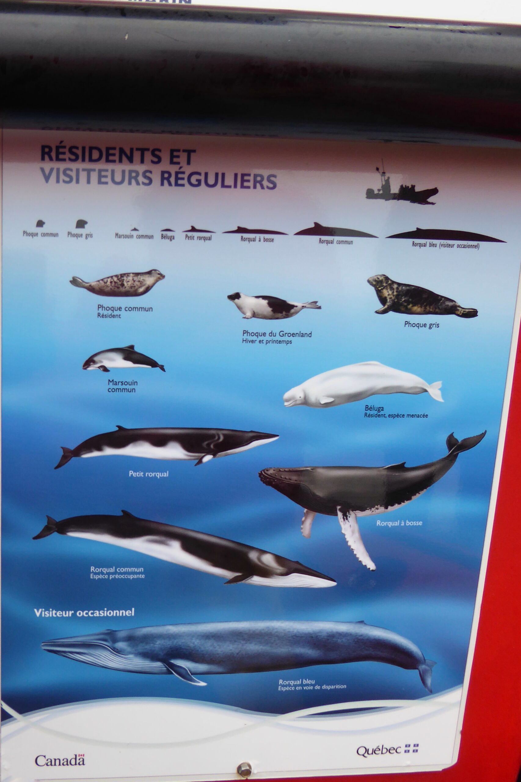 NaturElfes_Marine_Species_Saint_Lawrence_Panel_Quebec