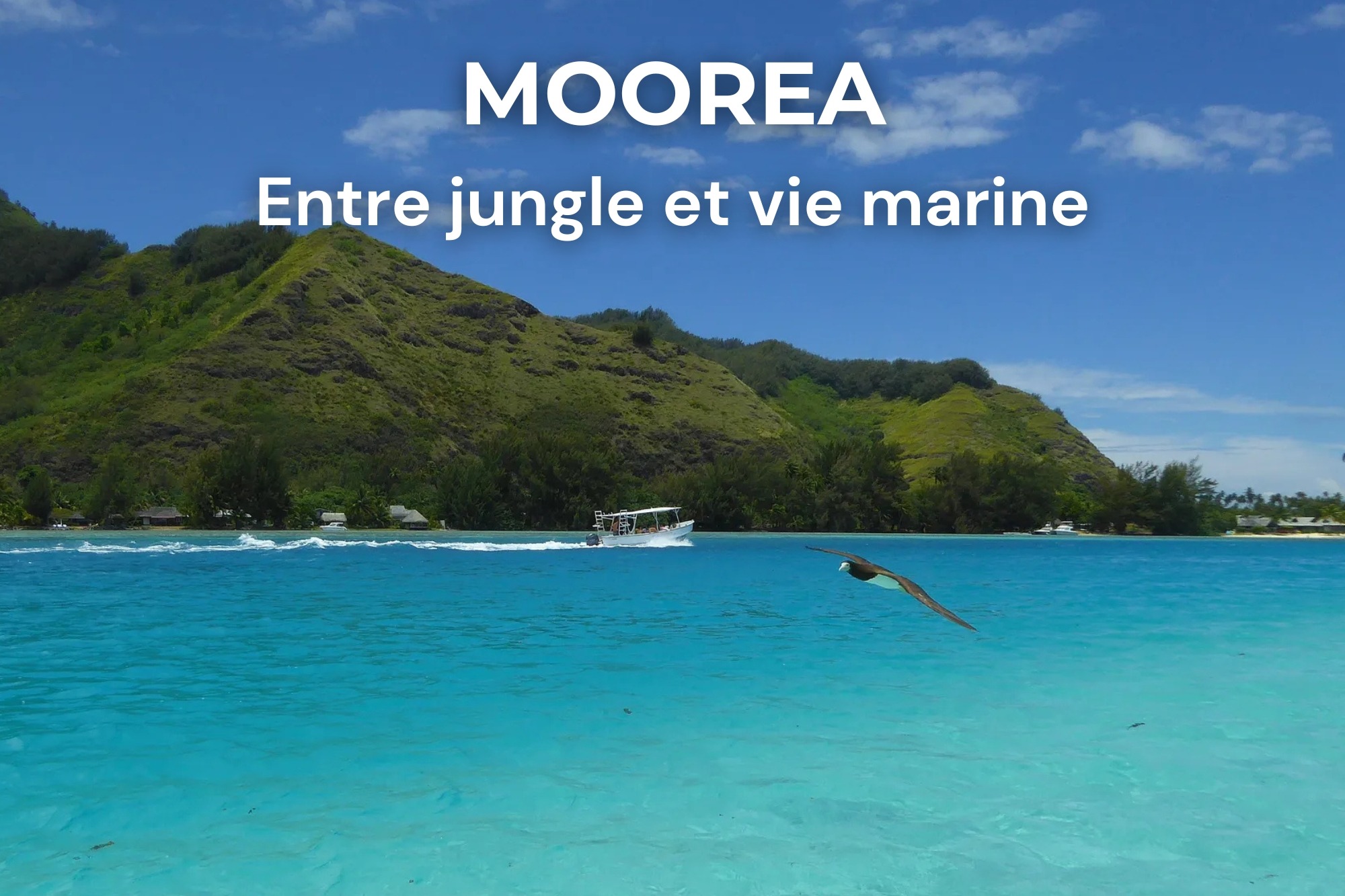 Lagon turquoise de Moorea avec un oiseau en vol, bateau et collines verdoyantes en arrière-plan, Polynésie française
