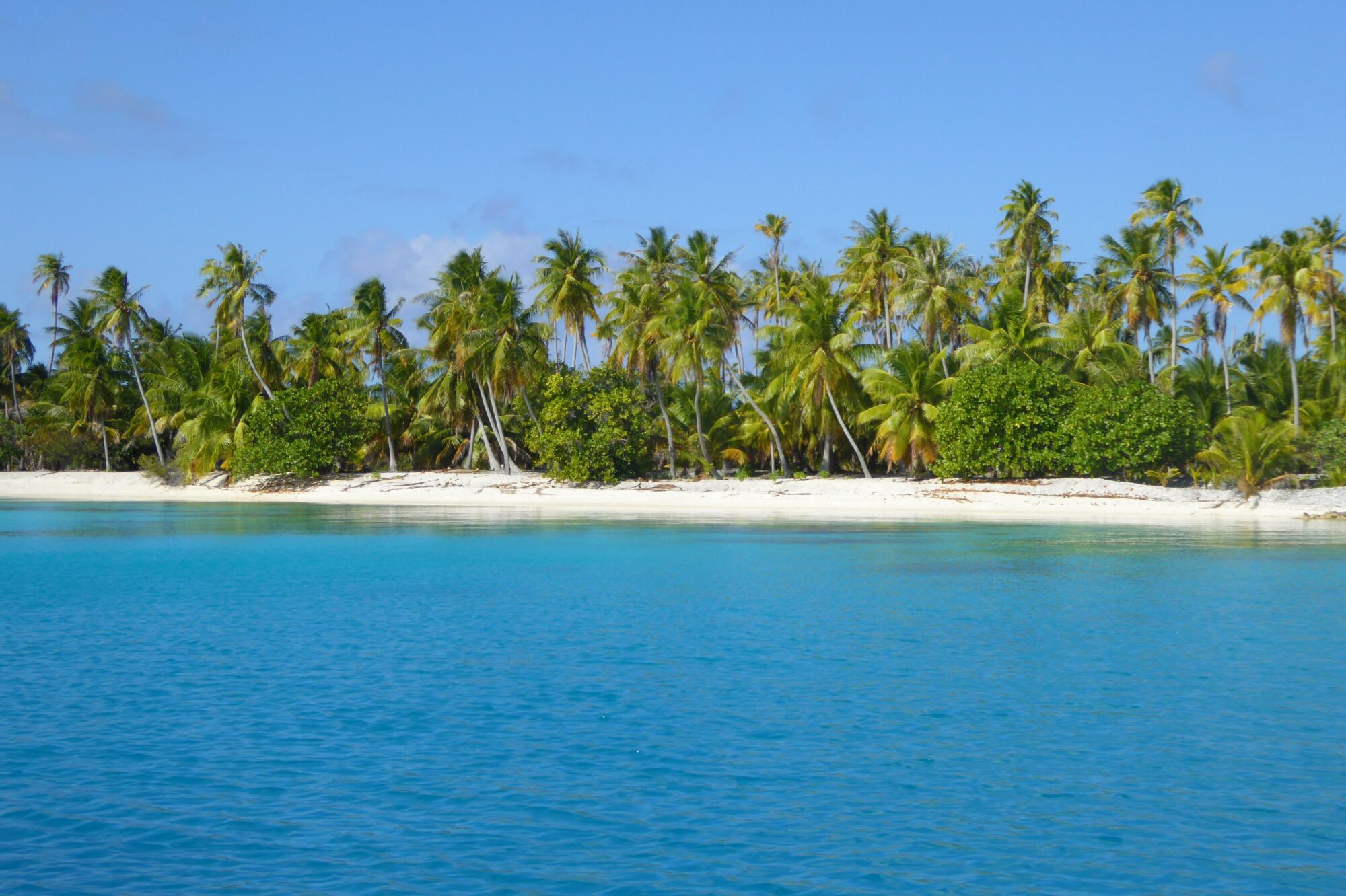 Motu de sable blanc avec rangée de cocotiers et lagon bleu profond, Passe Sud de Fakarava, Polynésie française