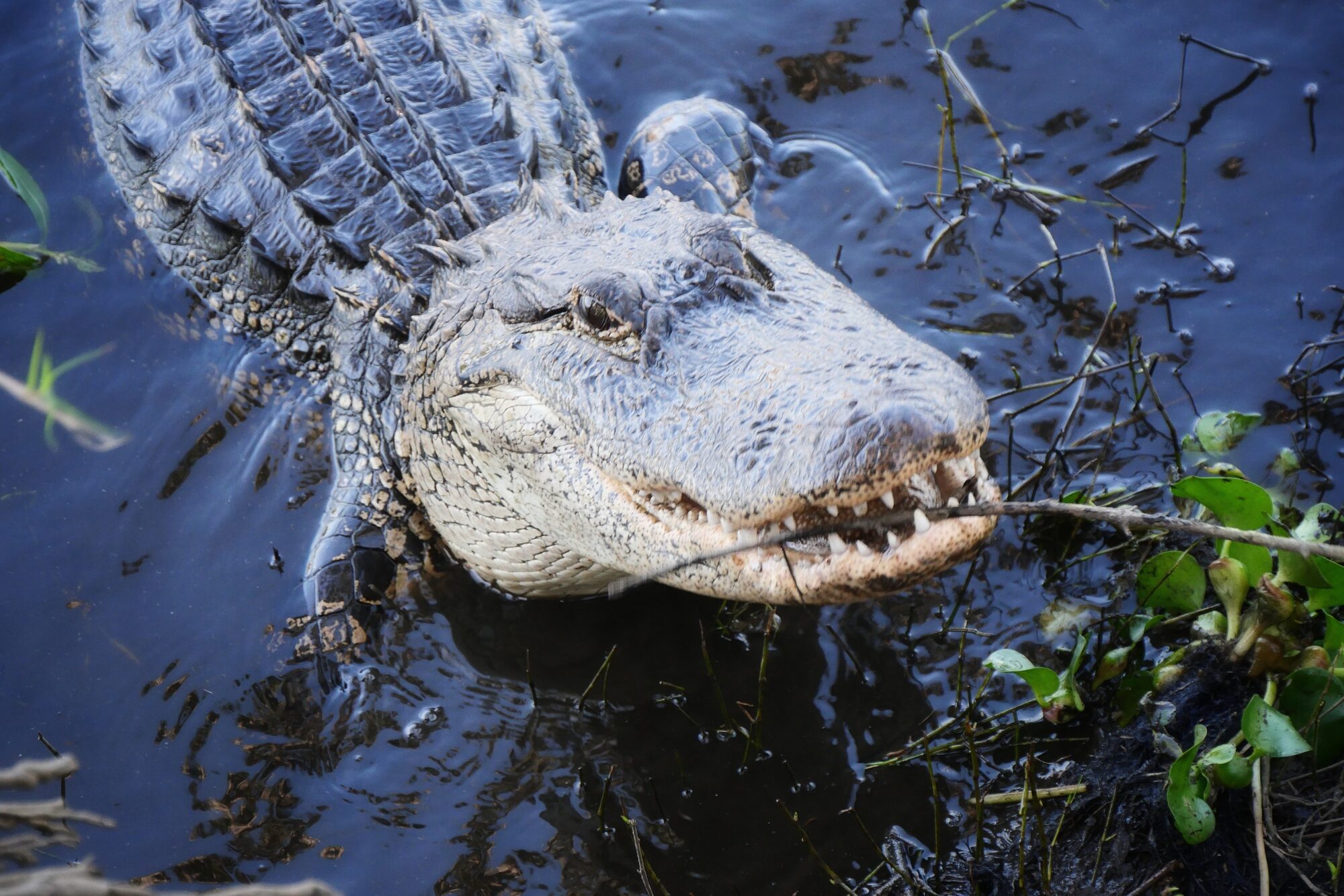 Portrait rapproché d'un alligator à Myakka River Gros plan sur la tête et les dents d'un grand alligator américain sortant de l'eau à Myakka River en Floride