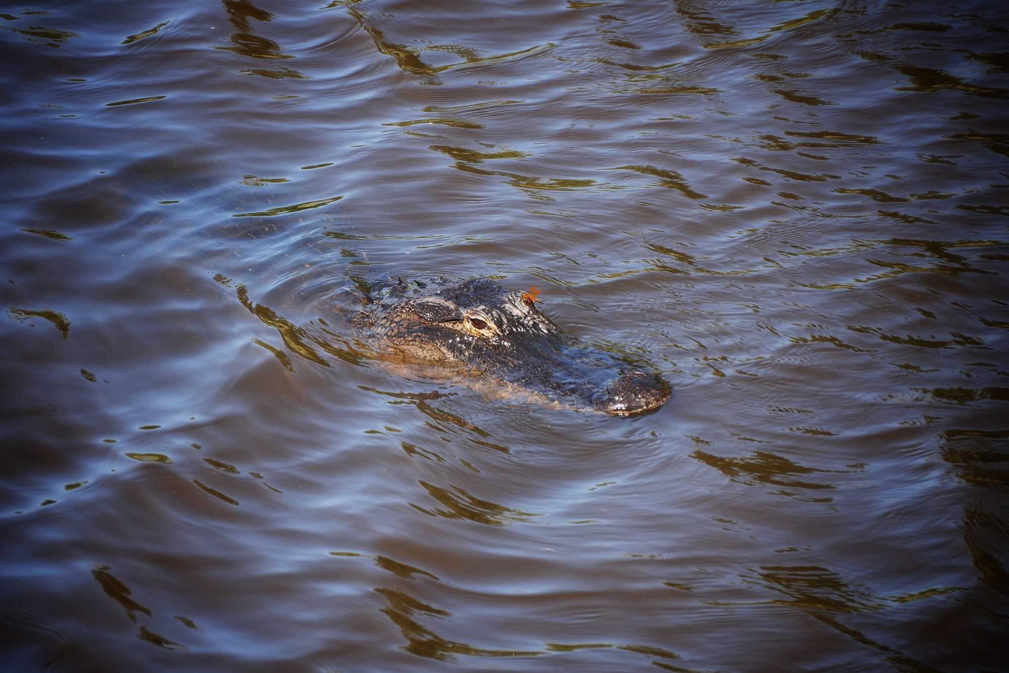 Alligator et libellule orange à Myakka River Tête d'alligator émergeant de l'eau avec une libellule orange posée dessus à Myakka River en Floride