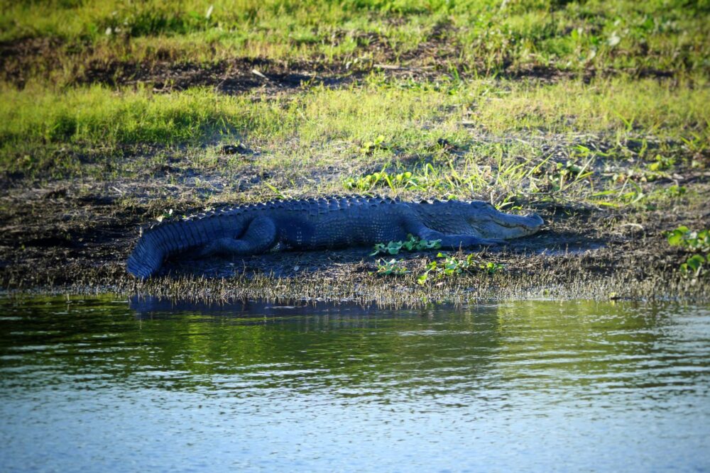 Grand alligator américain allongé sur la berge herbeuse de la Myakka River en Floride