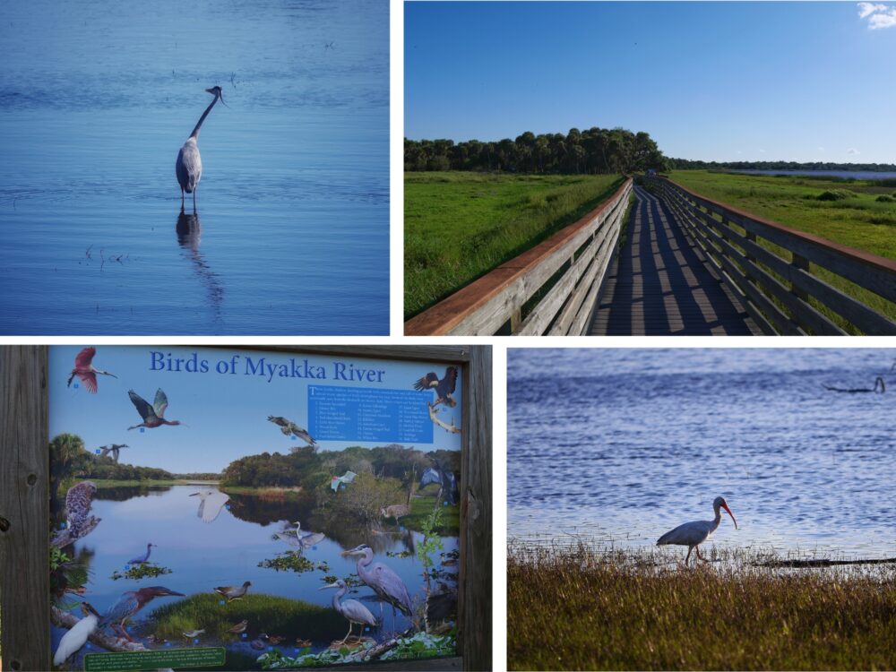 Oiseaux, passerelle et faune de Myakka River Collage montrant un envol d'oiseaux dans les marais, le panneau "Birds of Myakka River" et la longue passerelle sur les zones humides du parc en Floride