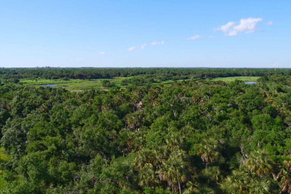 Vue sur la savane de Myakka River depuis le Canopy Walk Vue depuis la passerelle du Canopy Walk sur la savane et la végétation dense du parc de Myakka River en Floride