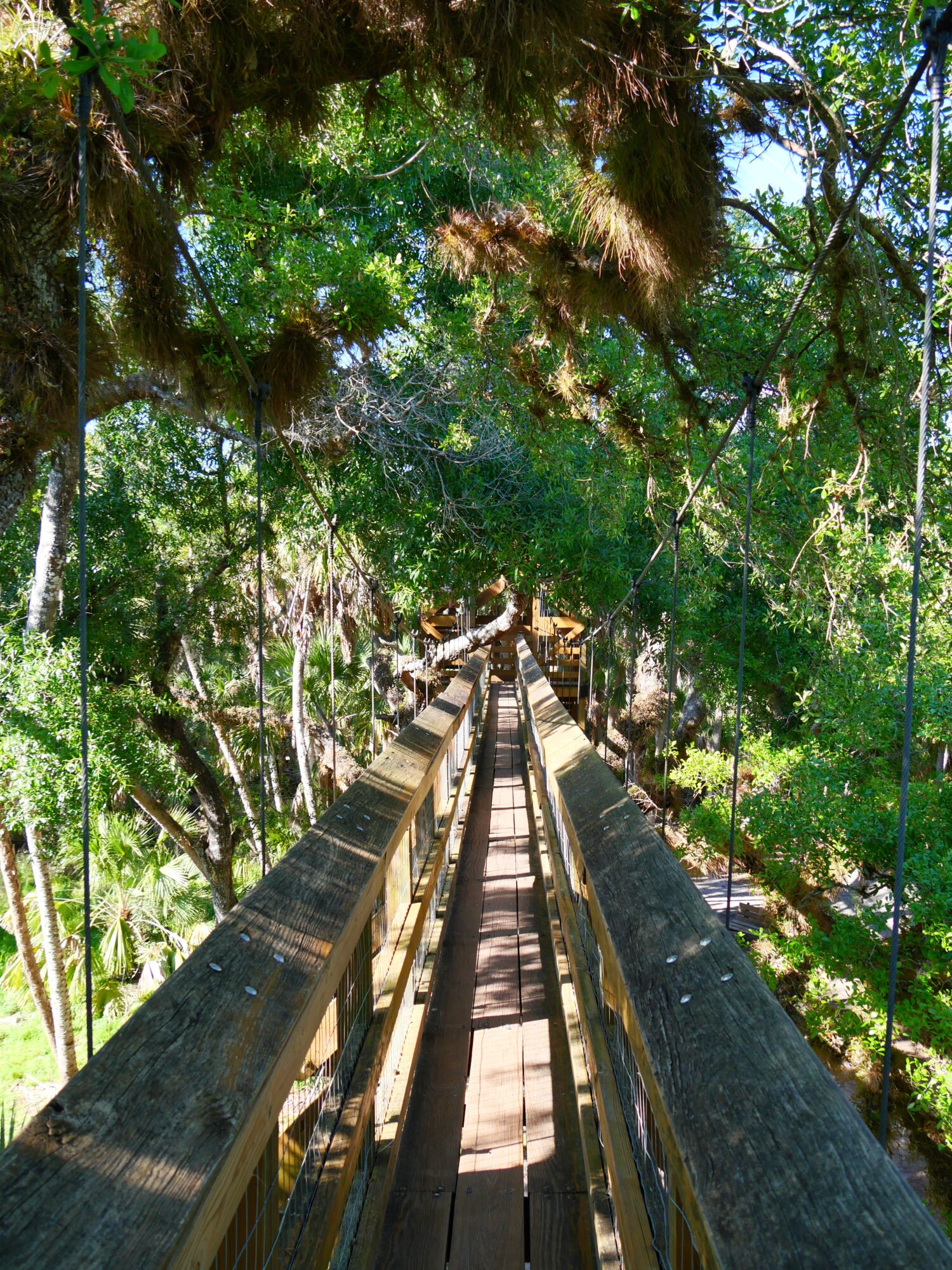 Passerelle suspendue du Canopy Walk de Myakka River Passerelle suspendue en bois traversant la canopée tropicale du parc de Myakka River en Floride
