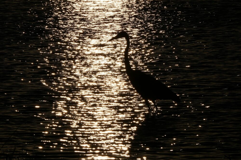 Silhouette de héron au coucher de soleil sur la Myakka River Silhouette d'un grand héron se découpant sur les reflets dorés du coucher de soleil à Myakka River
