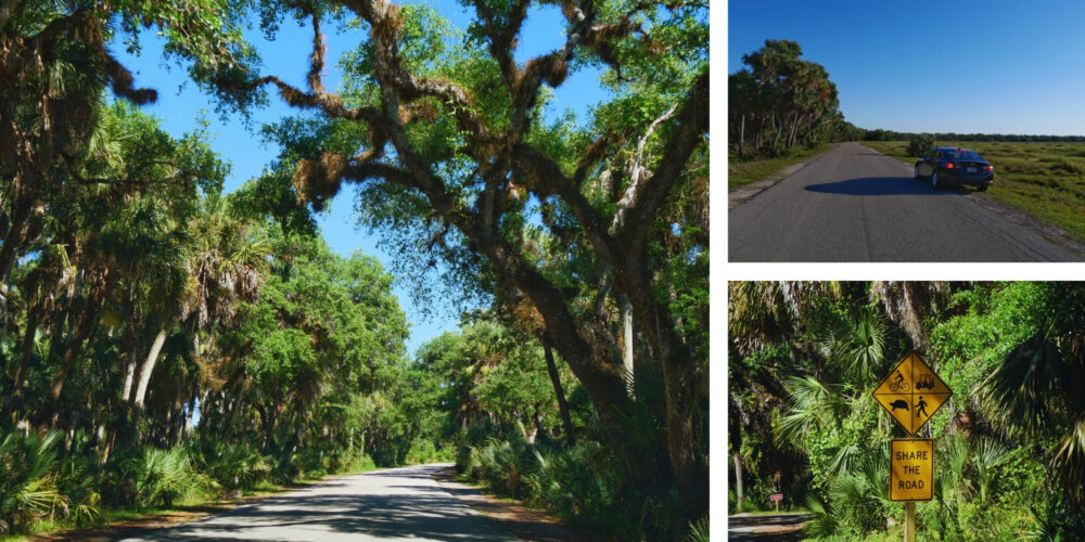 Route sous les chênes et panneau "Share the Road" à Myakka River Collage montrant la route ombragée sous les chênes couverts de mousse espagnole et le panneau "Share the Road" dans le parc de Myakka River en Floride