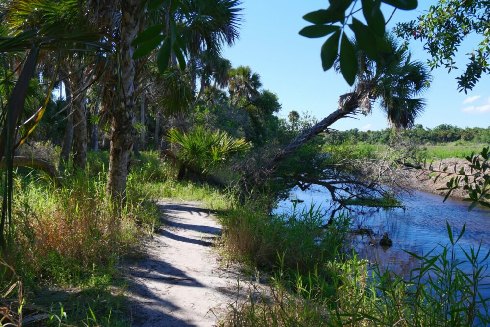 Sentier longeant la Myakka River Sentier de sable bordé de palmiers longeant la Myakka River sous un ciel bleu en Floride