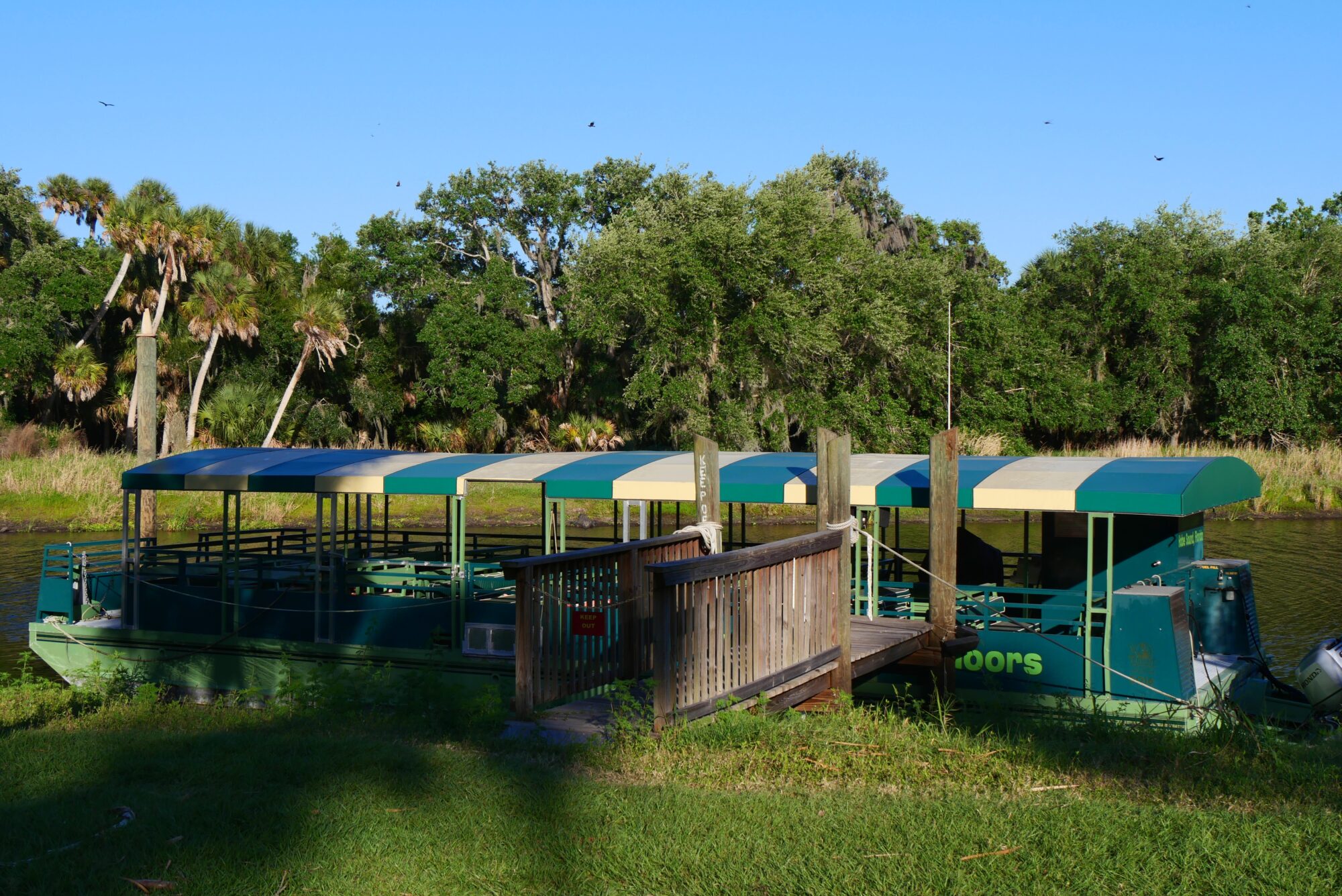 Bateau safari à toit rayé vert et crème amarré sur la Myakka River entourée de végétation en Floride