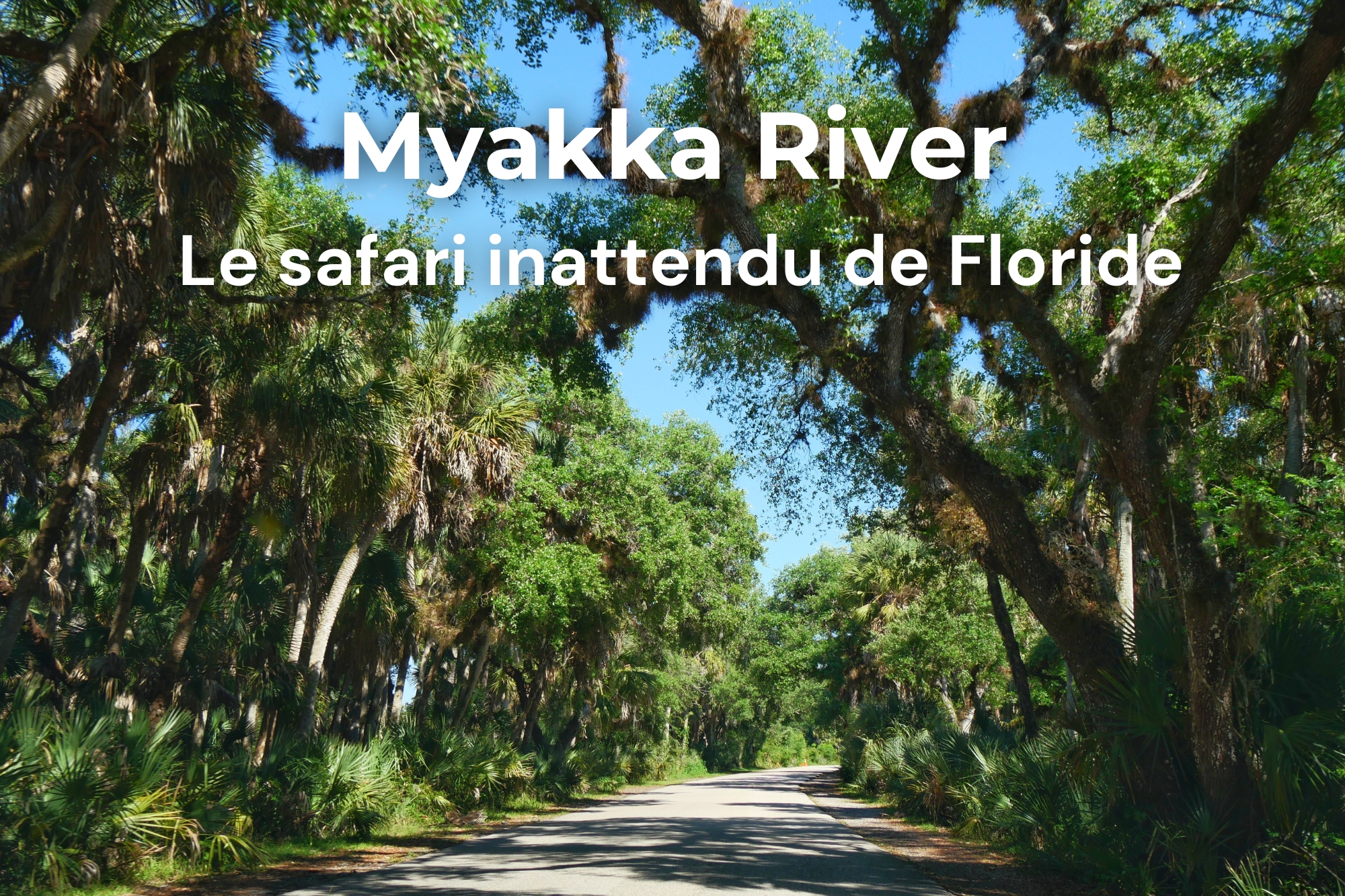 Route ombragée sous les chênes couverts de mousse espagnole dans le parc de Myakka River en Floride