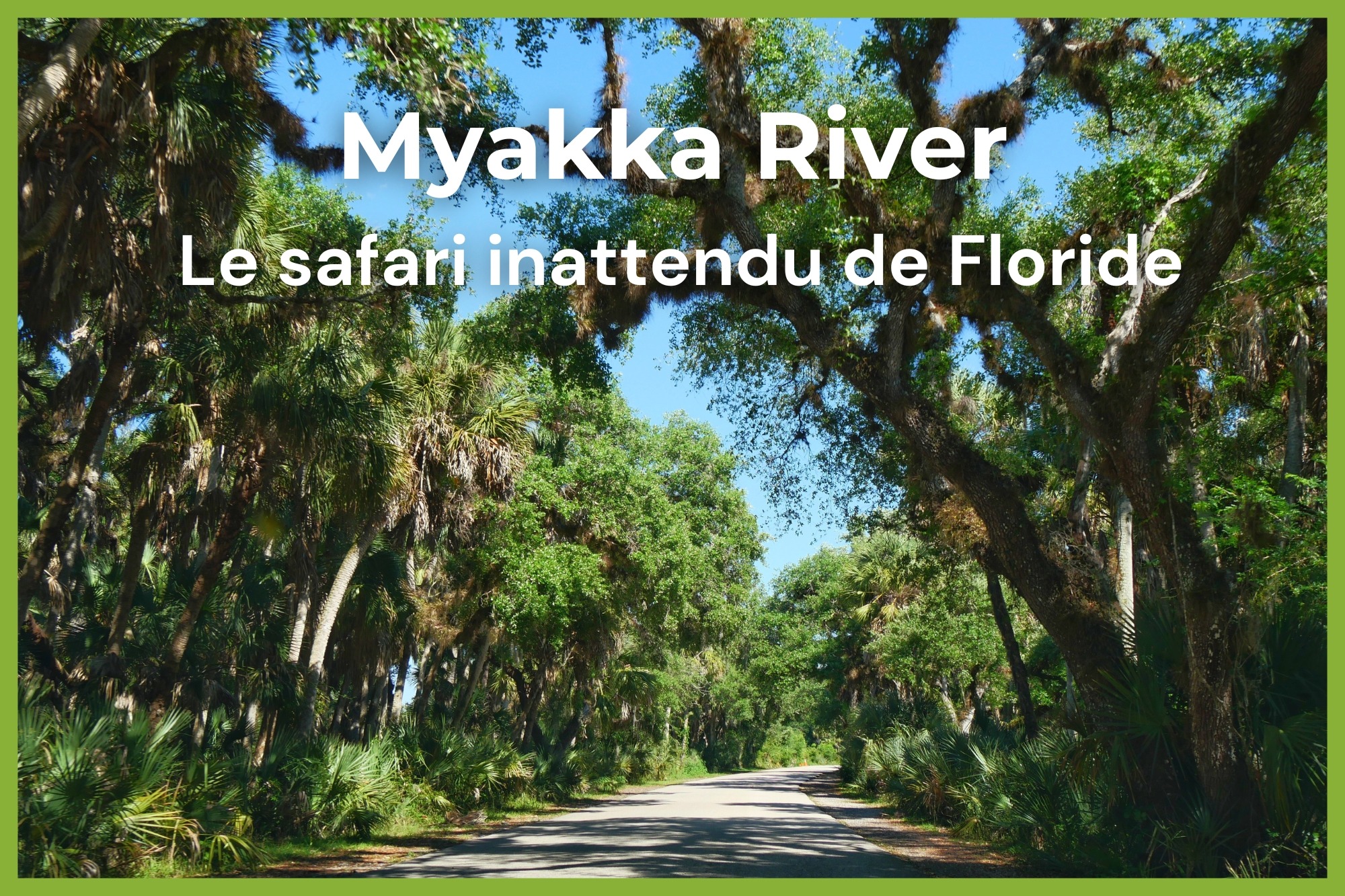 Route ombragée sous les chênes couverts de mousse espagnole dans le parc de Myakka River en Floride