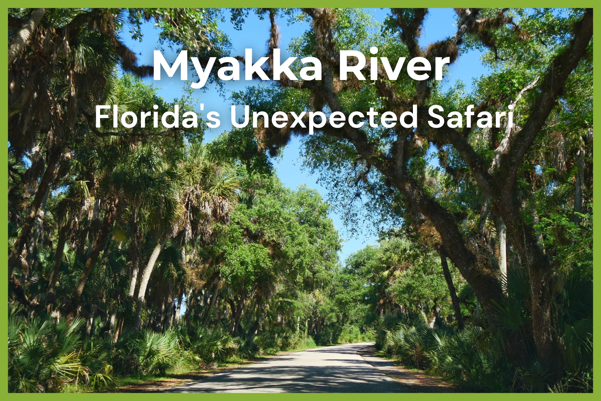 Tree-lined road beneath Spanish moss-covered oaks in Myakka River State Park, Florida