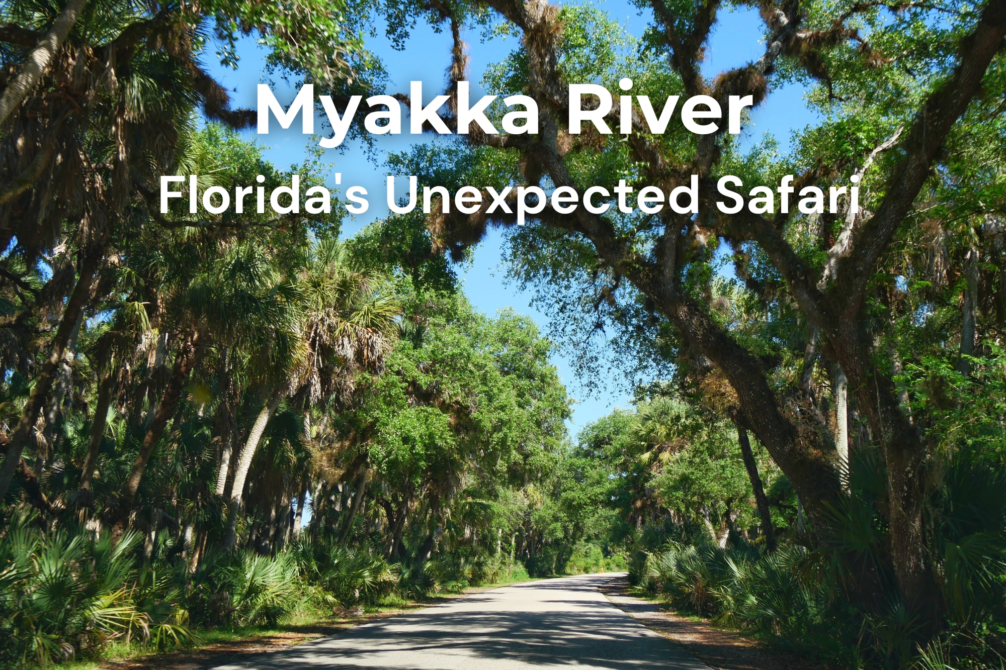 Cover visual — Myakka River, Florida's Unexpected Safari Tree-lined road beneath Spanish moss-covered oaks in Myakka River State Park, Florida