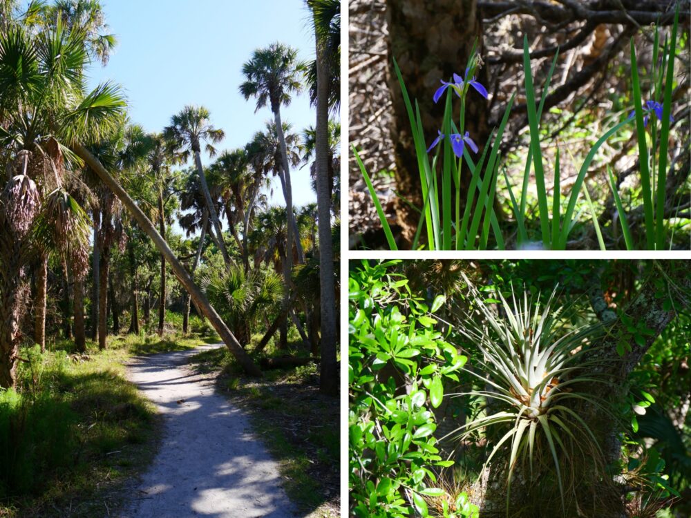 Sentier et flore sauvage du parc de Myakka River ollage montrant un randonneur sur le sentier de Myakka River, un iris bleu sauvage et une broméliacée épiphyte en Floride