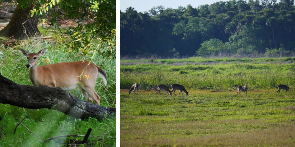 Biches à queue blanche dans la prairie de Myakka River Collage montrant une biche à queue blanche dans la végétation et un groupe de cervidés paissant dans la prairie du parc de Myakka River en Floride