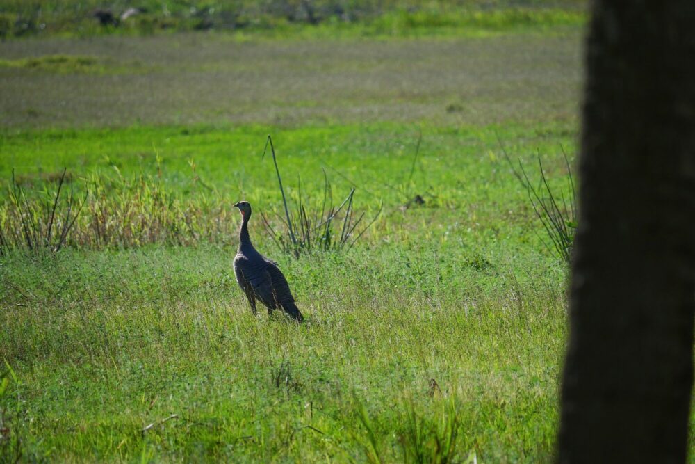 Dinde sauvage marchant dans l'herbe verte de la prairie du parc de Myakka River en Floride