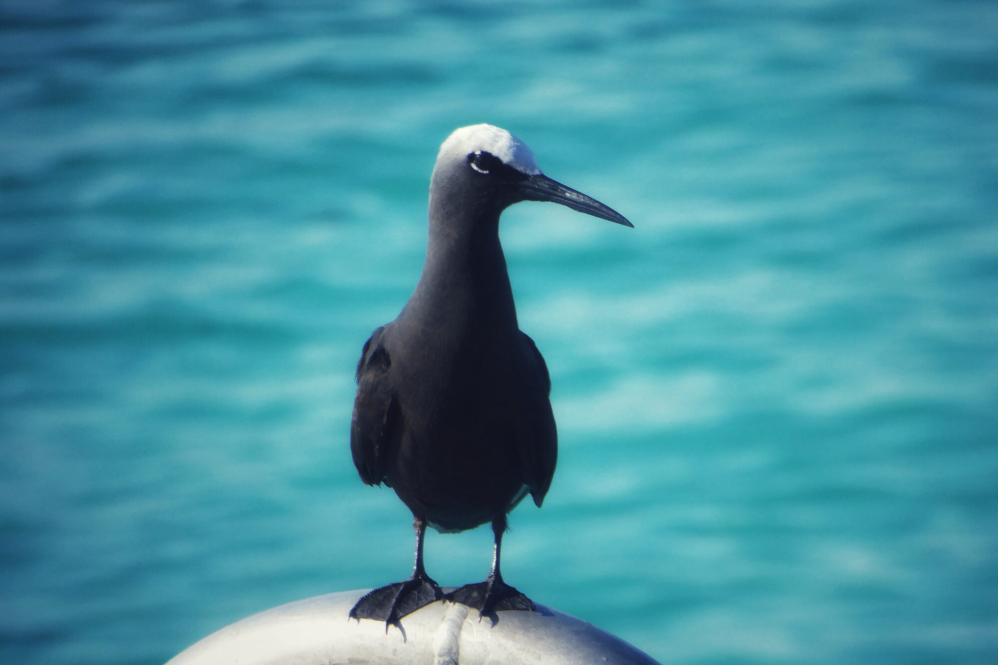 Noddi brun oiseau marin sur fond d'océan turquoise, Fakarava Polynésie française