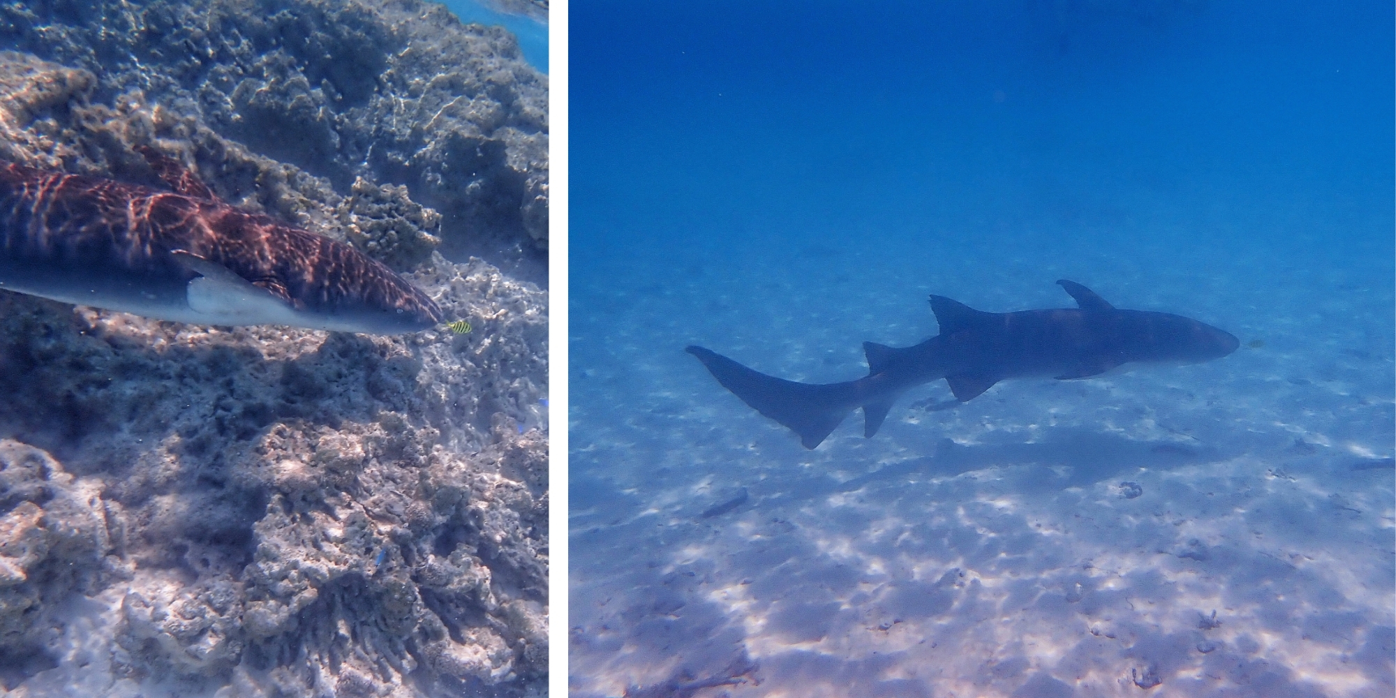 Collage deux requins dormeurs en snorkeling, Passe Nord Fakarava Polynésie française