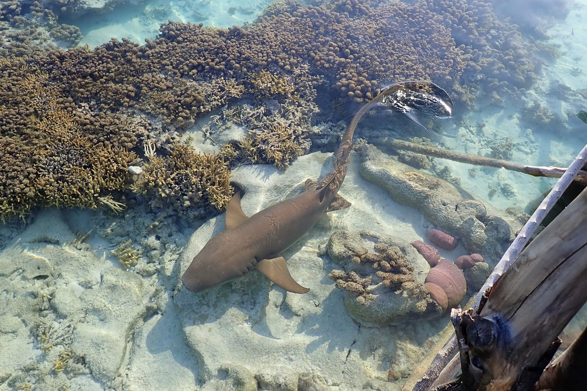 Requin dormeur nageant sous le ponton de la pension Vaiama, Fakarava Polynésie française