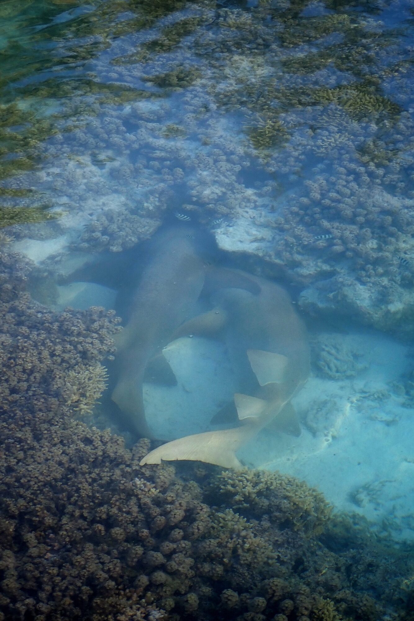 Groupe de requins dormeurs regroupés sur les coraux, Fakarava Polynésie française