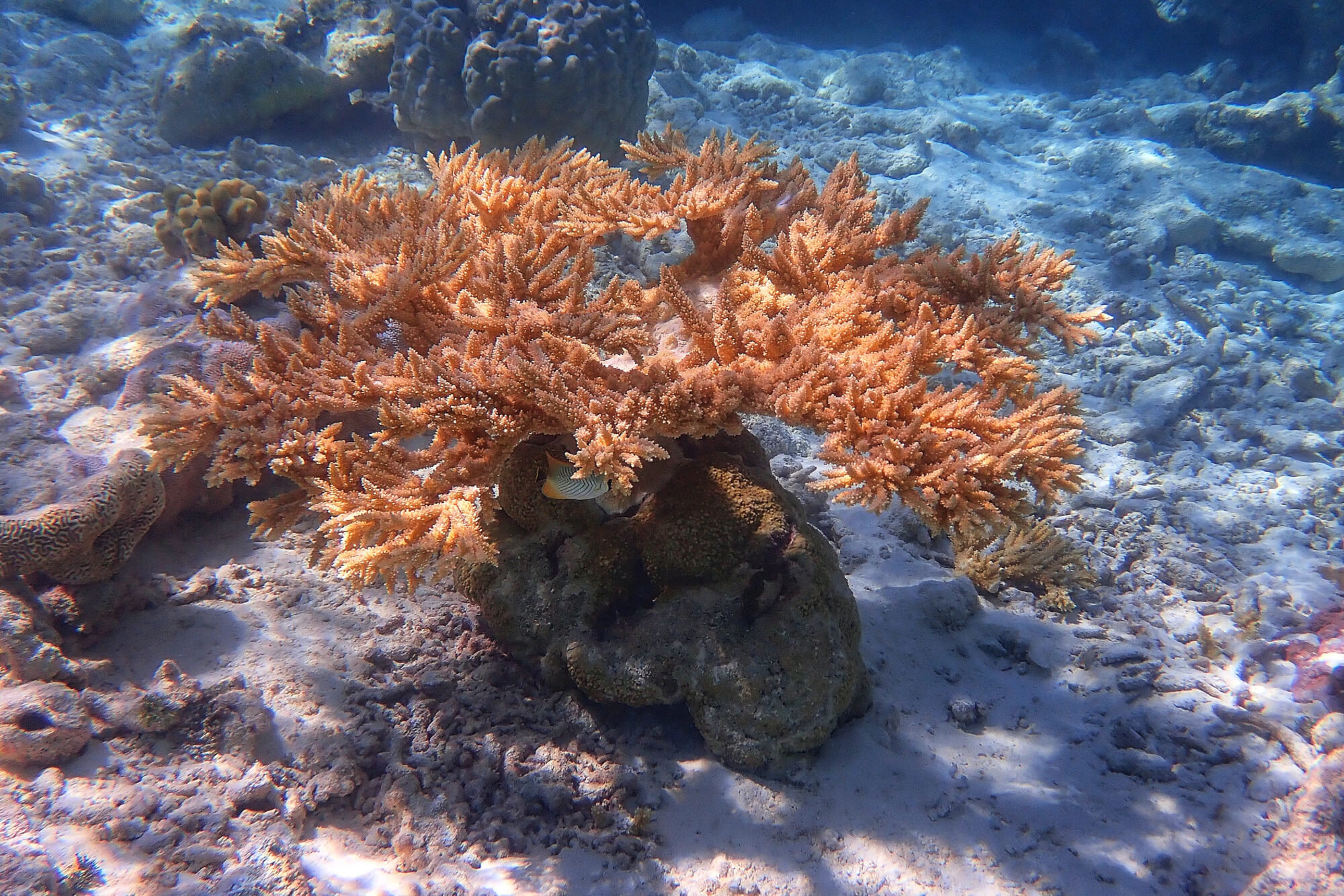 Corail branchu orange avec poisson tropical sur le récif, Passe Nord Fakarava Polynésie française