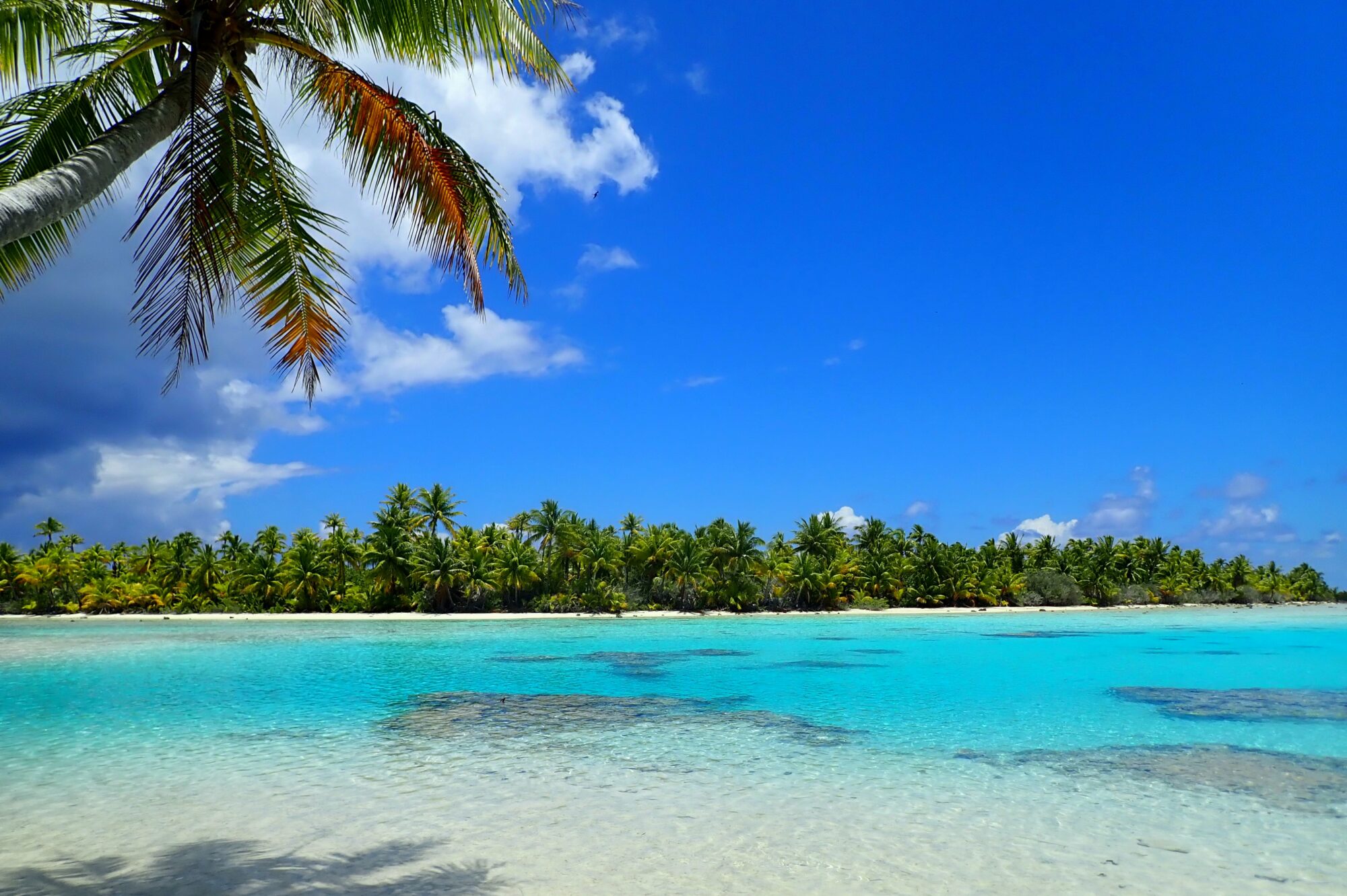 Palmier encadrant le lagon bleu turquoise et la plage blanche, Passe Nord Fakarava Polynésie française