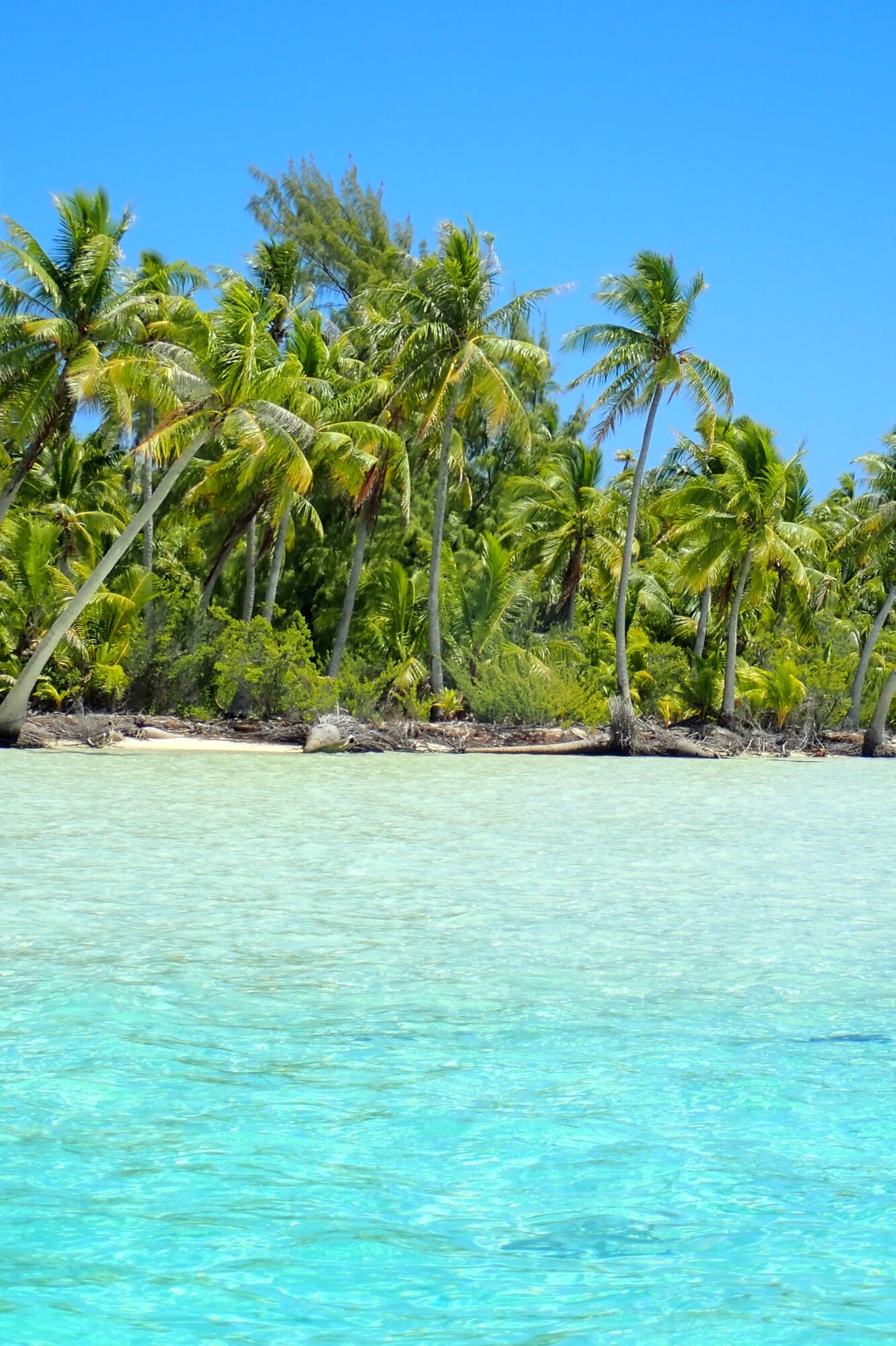 Palmiers penchés sur le lagon turquoise de la Passe Nord, Fakarava Polynésie française