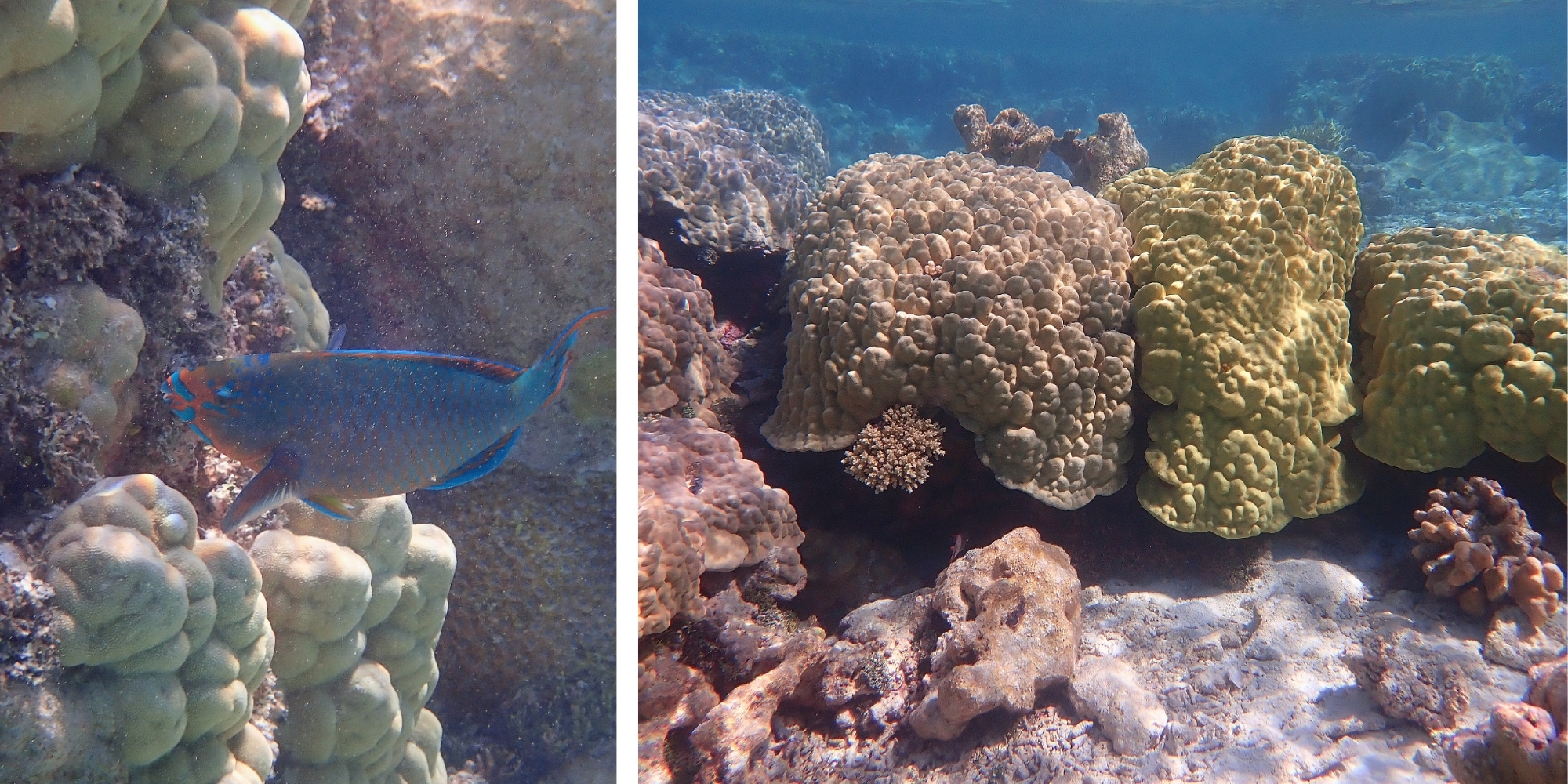 Poisson perroquet bleu et coraux colorés, Passe Nord Fakarava Polynésie française