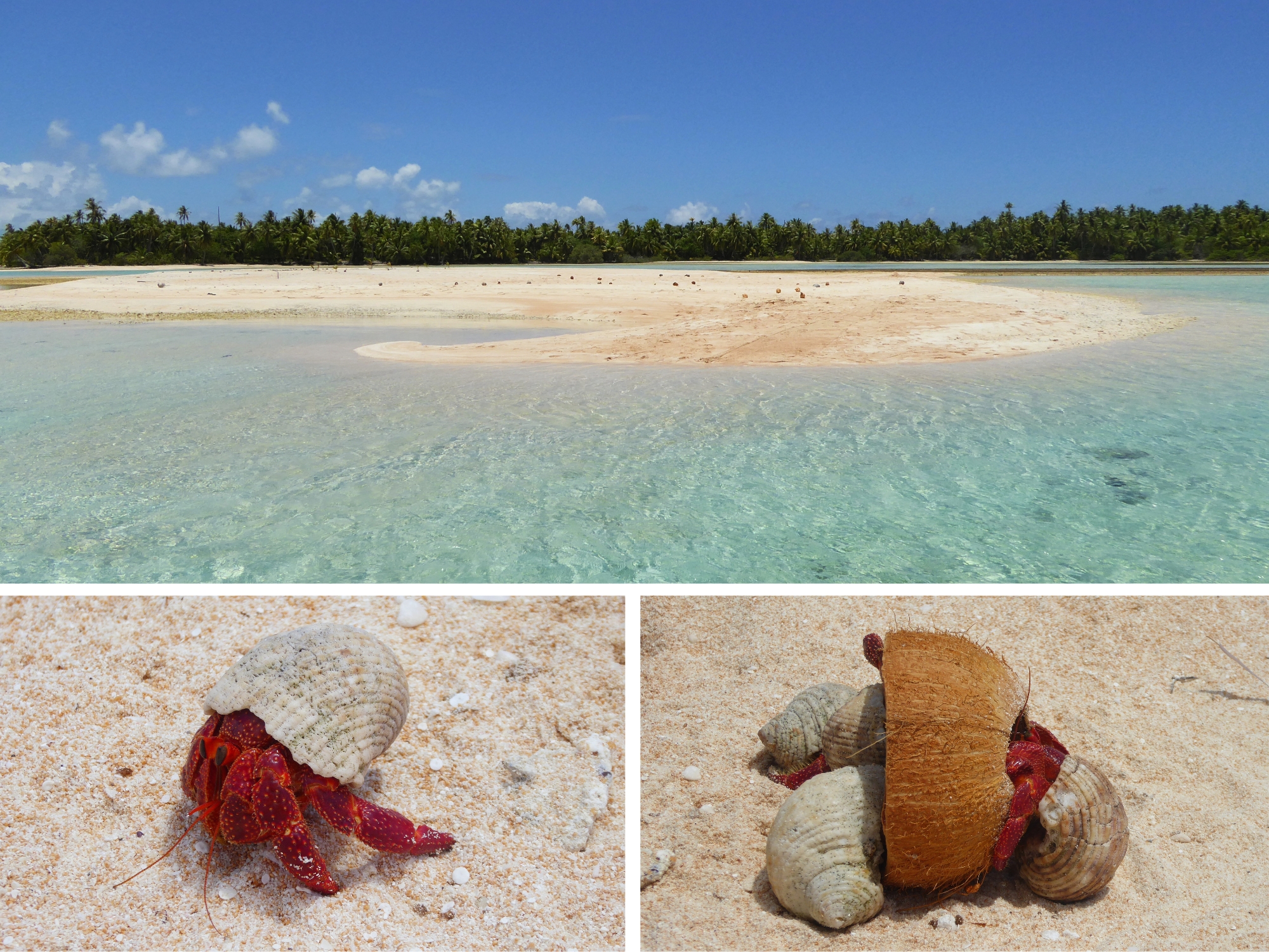 Motu aux sables roses de la Passe Sud de Fakarava avec deux gros bernard-l'hermites en gros plan sur la plage, Polynésie française