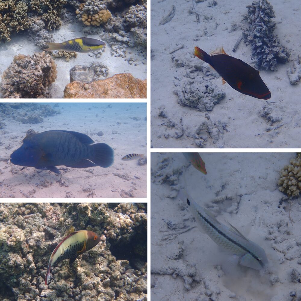 Collage de cinq poissons colorés du récif corallien de la Passe Sud de Fakarava : labre, perroquet, poisson-lime et autres espèces tropicales, Polynésie française
