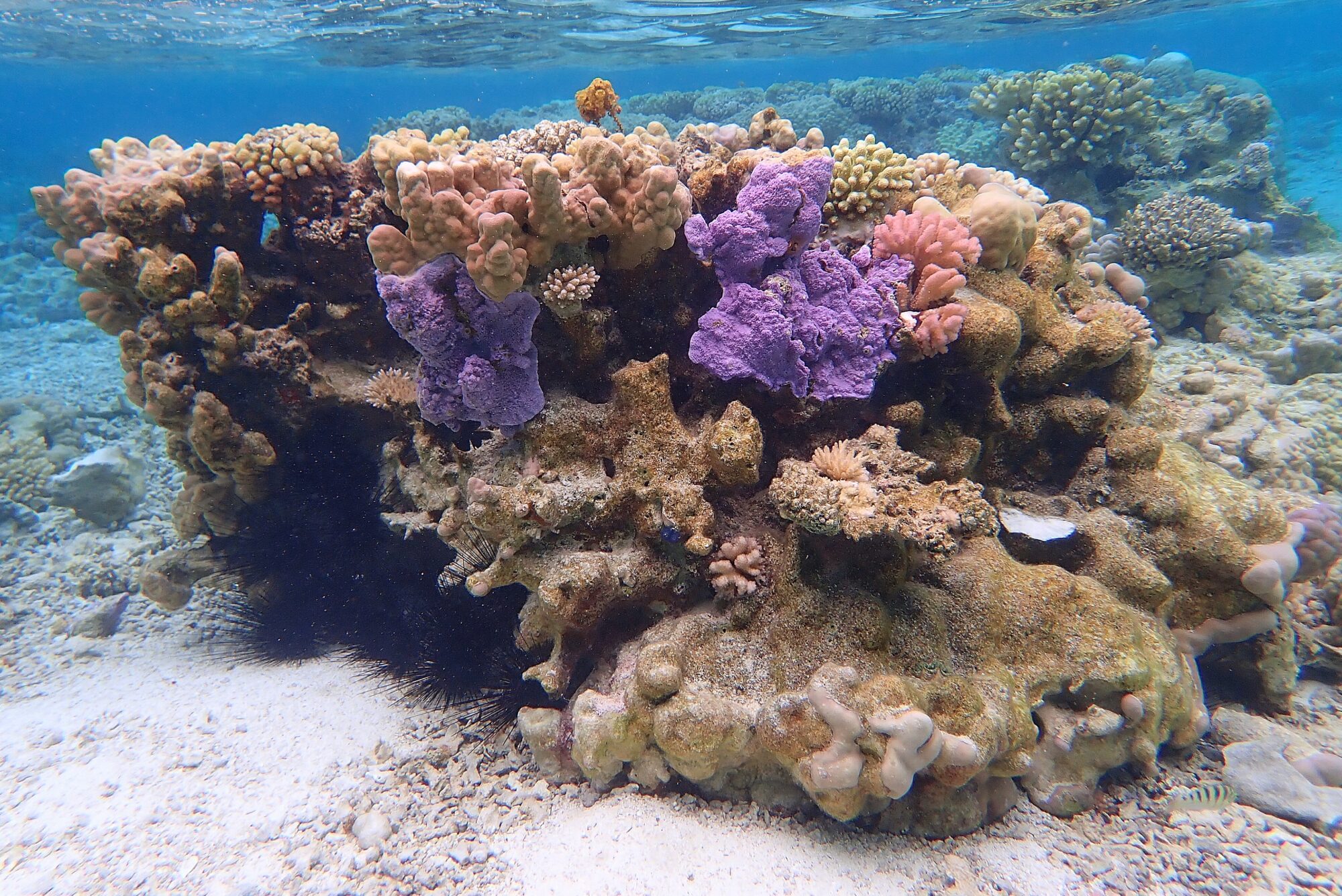 Corail massif aux couleurs violettes et roses avec oursin noir sur le récif corallien du lagon de Bora Bora lors du snorkeling, Polynésie française
