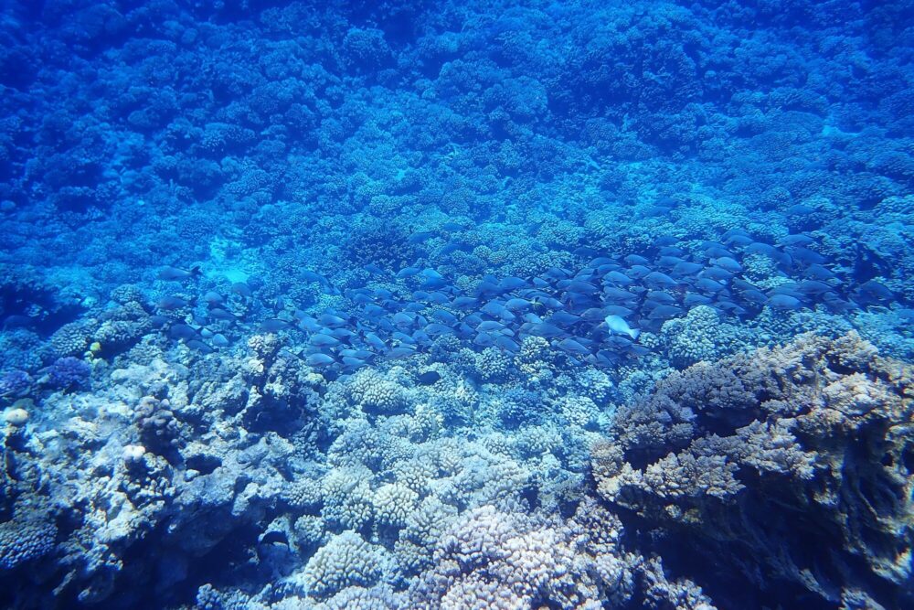 Immense banc de poissons bleus survolant le récif corallien dans les eaux profondes de la Passe Sud de Fakarava lors du snorkeling dérivant, Polynésie française
