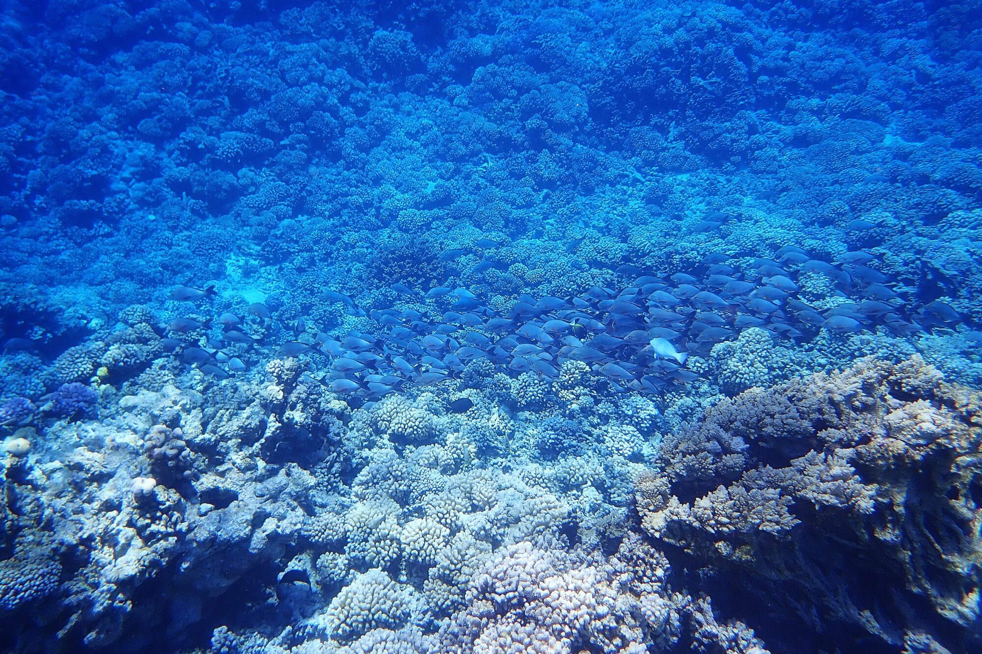 Immense banc de poissons bleus survolant le récif corallien dans les eaux profondes de la Passe Sud de Fakarava lors du snorkeling dérivant, Polynésie française