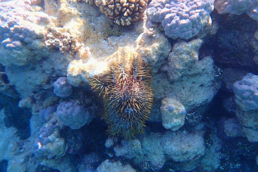 Acanthaster planci étoile de mer couronne d'épines sur le récif corallien, Fakarava Polynésie française