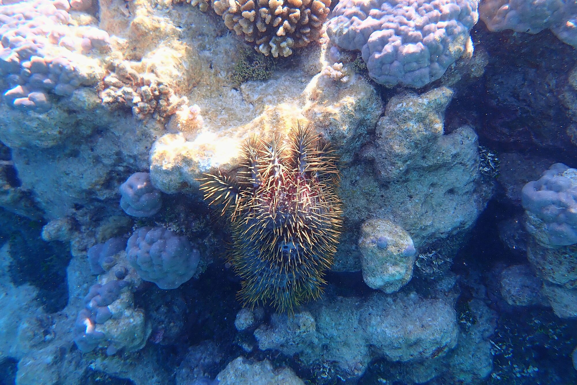 Acanthaster planci étoile de mer couronne d'épines sur le récif corallien, Fakarava Polynésie française