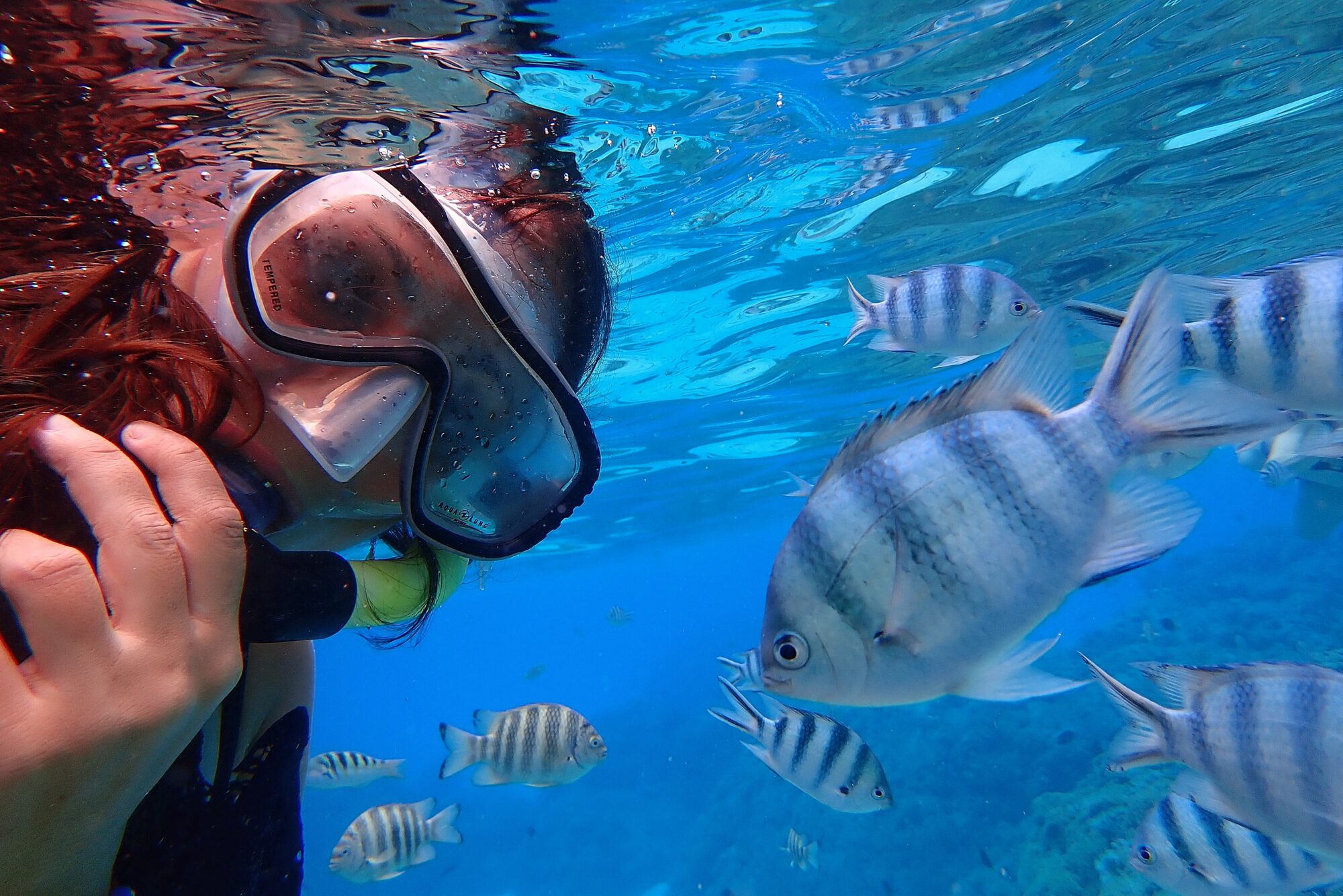Snorkeling face aux poissons dans le lagon de Bora Bora — Polynésie française Snorkeleuse en masque face à face avec des poissons sergents-majors rayés dans les eaux bleues du lagon de Bora Bora, Polynésie française