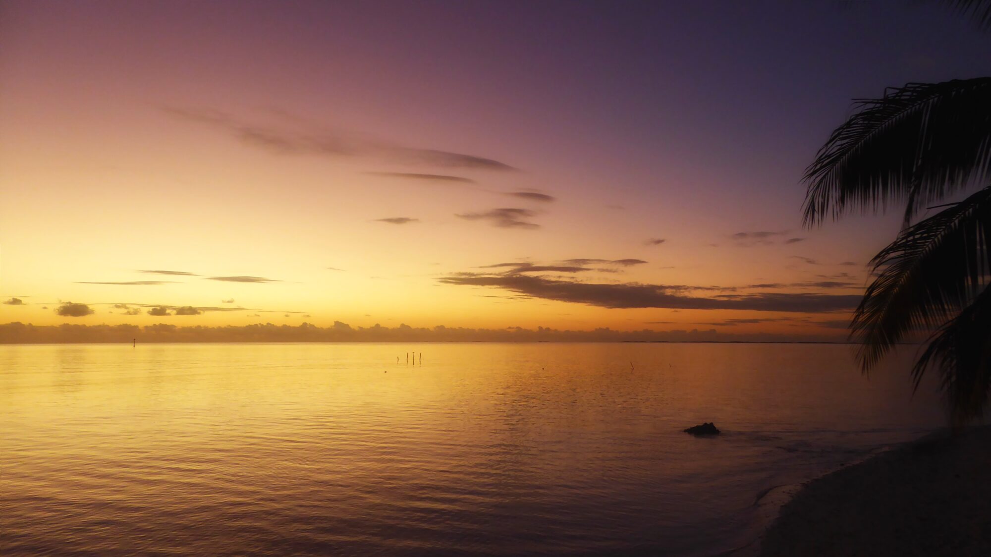 Coucher de soleil aux teintes violettes et dorées avec palmier, Fakarava Polynésie française