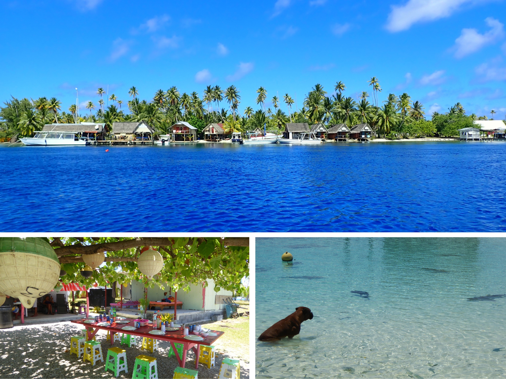 Village de Tetamanu vu depuis le bateau, repas convivial sous les arbres et chien nageant parmi les requins dans les eaux transparentes de la Passe Sud de Fakarava, Polynésie française
