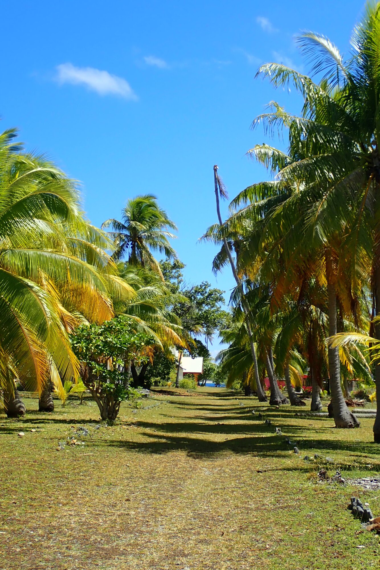 Allée ombragée de cocotiers dans le village de Tetamanu menant vers la mer, Passe Sud de Fakarava, Polynésie française