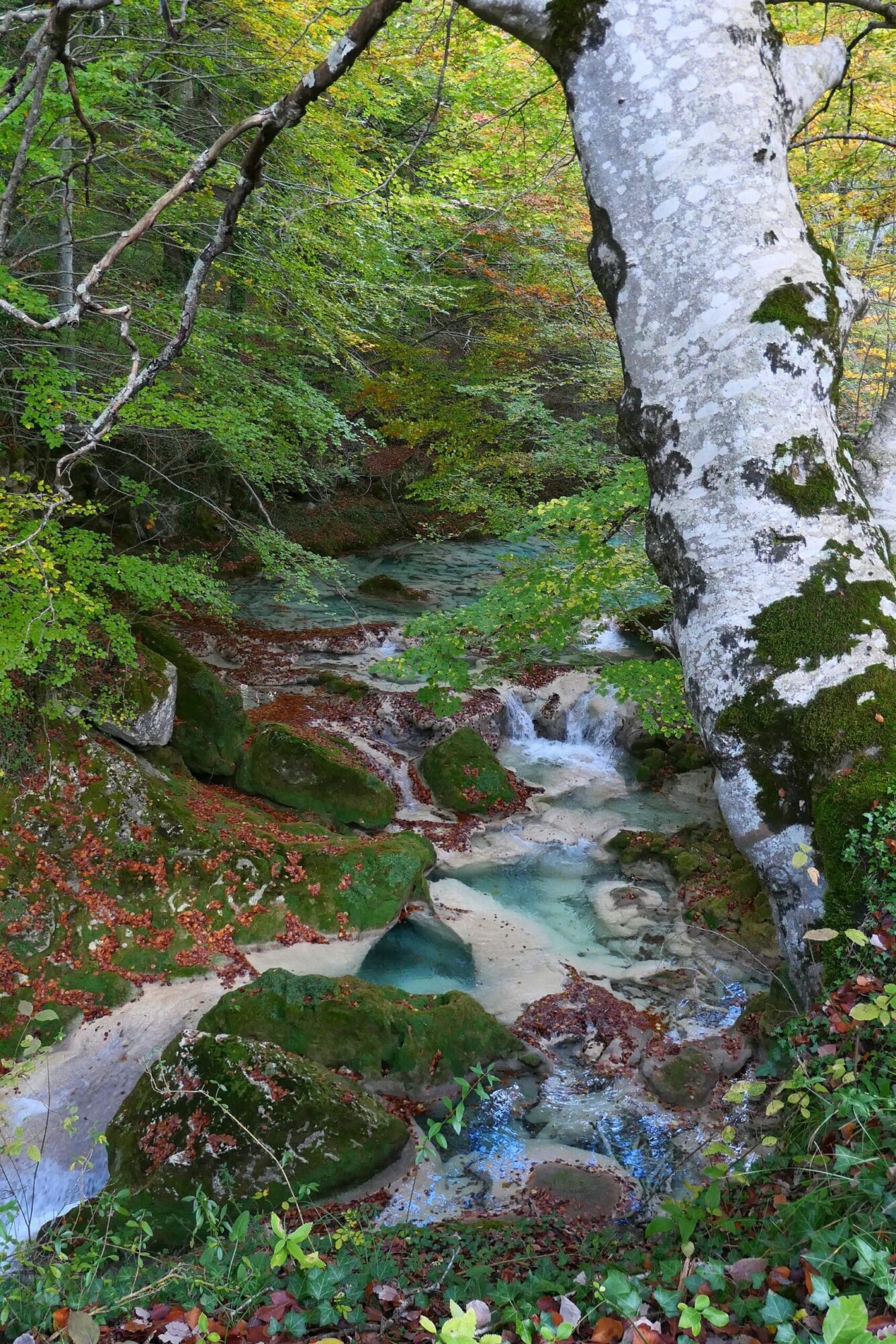 Rivière turquoise traversant une hêtraie aux couleurs d'automne
