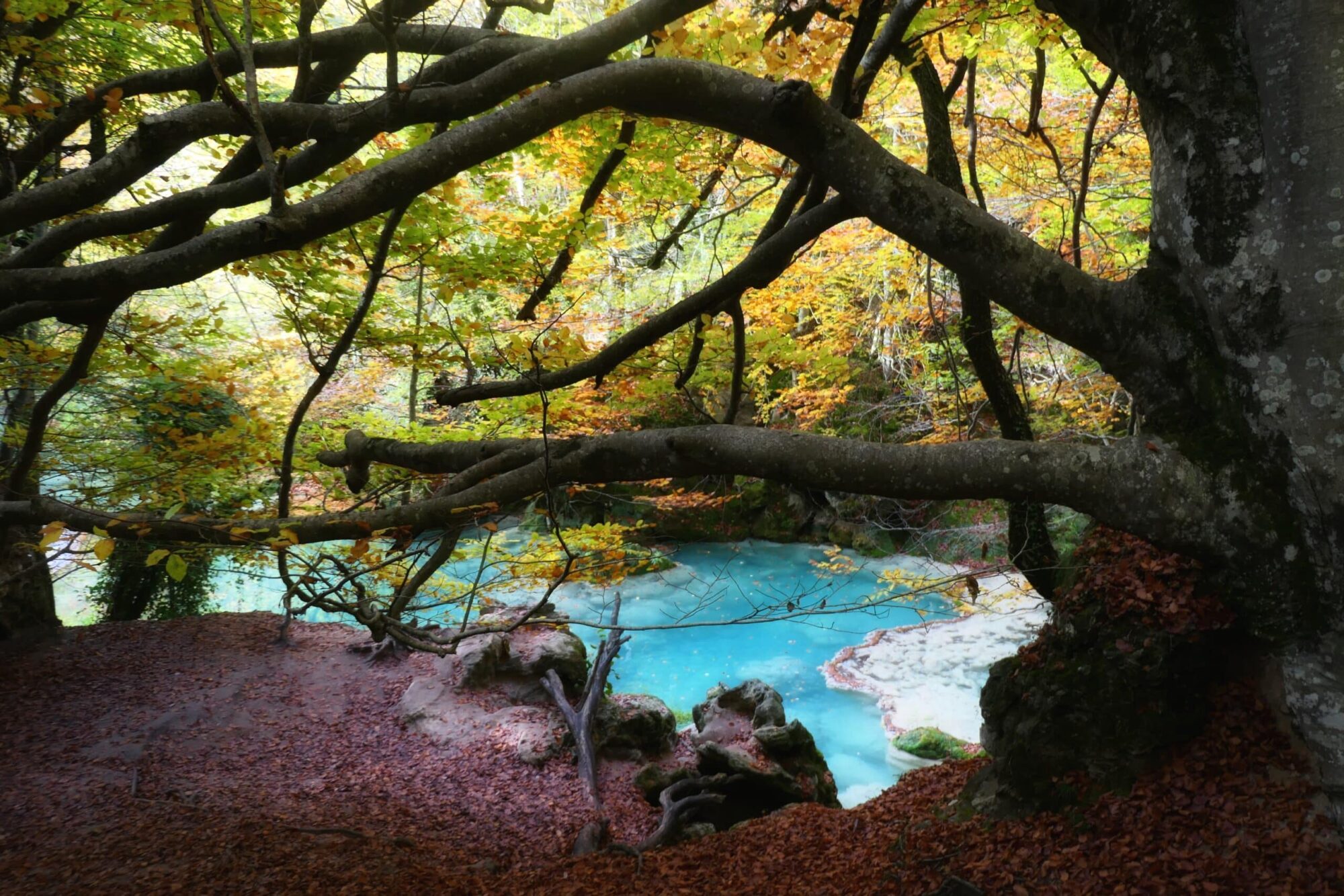 Bassin turquoise vif sous les branches d'automne Eau turquoise vive entourée de branches et feuillage automnal à Urederra