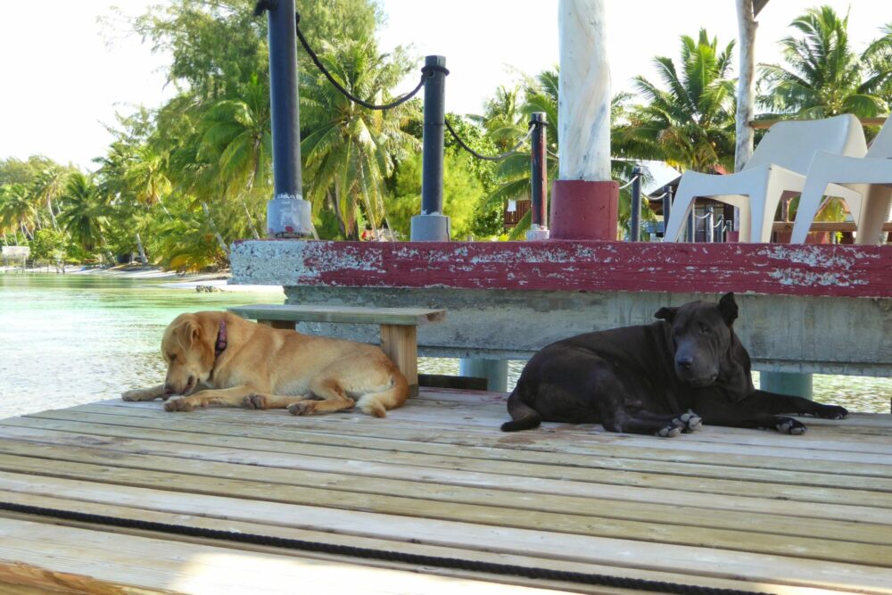 Deux chiens allongés sur le ponton de la pension Vaiama, Fakarava Polynésie française