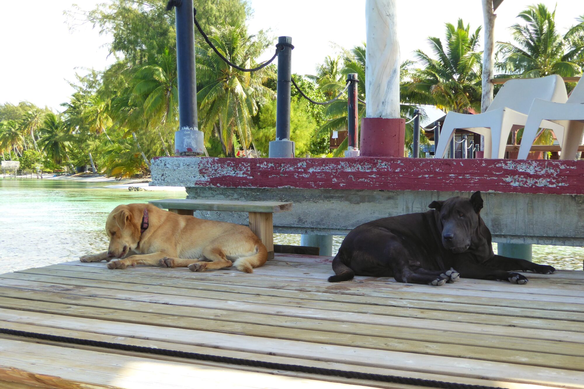 Deux chiens allongés sur le ponton de la pension Vaiama, Fakarava Polynésie française