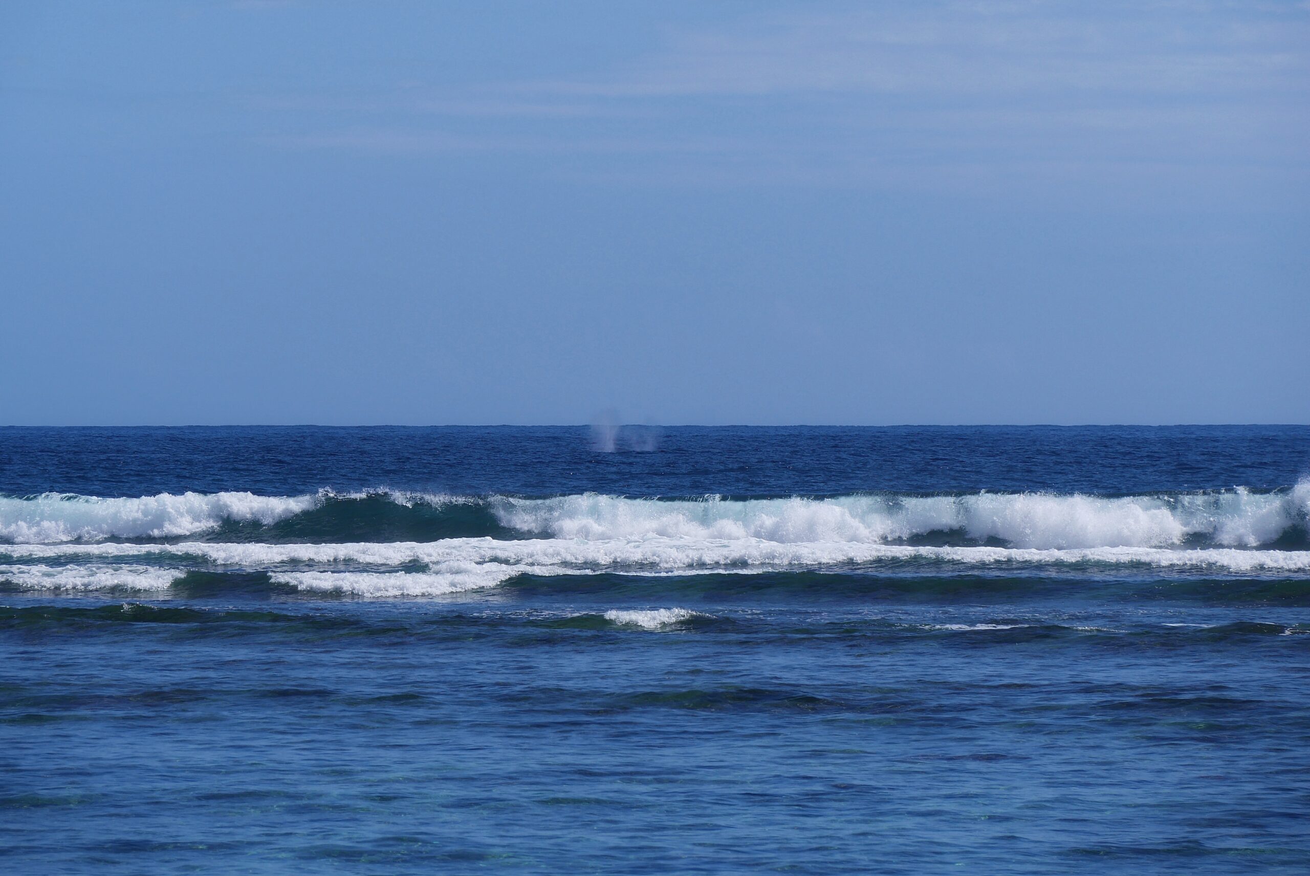 Souffle de baleine visible depuis la plage — La Réunion Souffle d'une baleine à bosse visible à l'horizon depuis la plage de La Réunion — photo NaturElfes