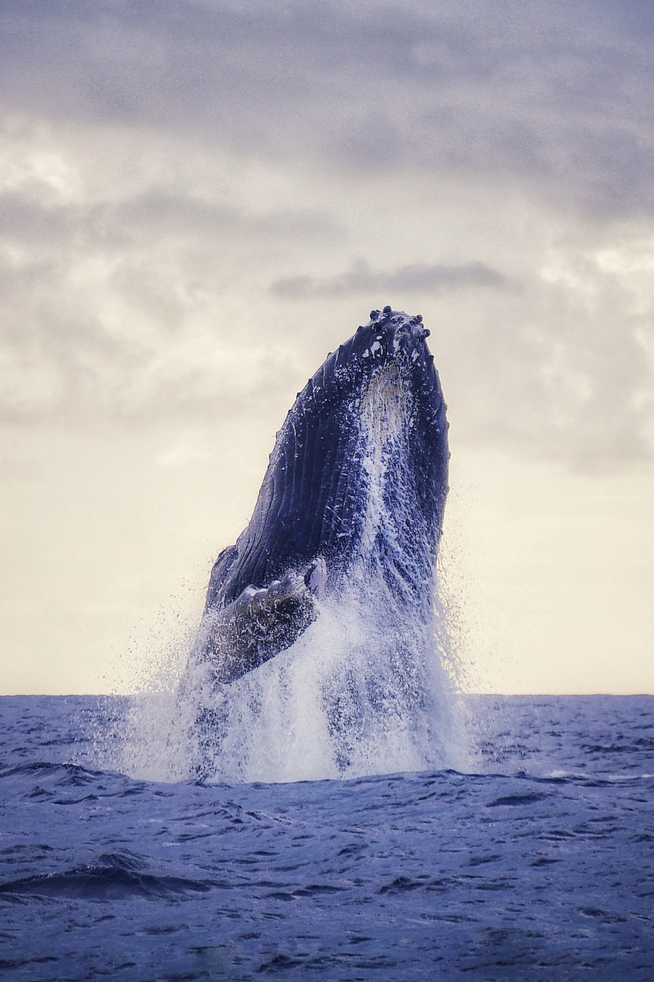 Baleine à bosse jaillissant hors de l'eau sous un ciel nuageux dramatique